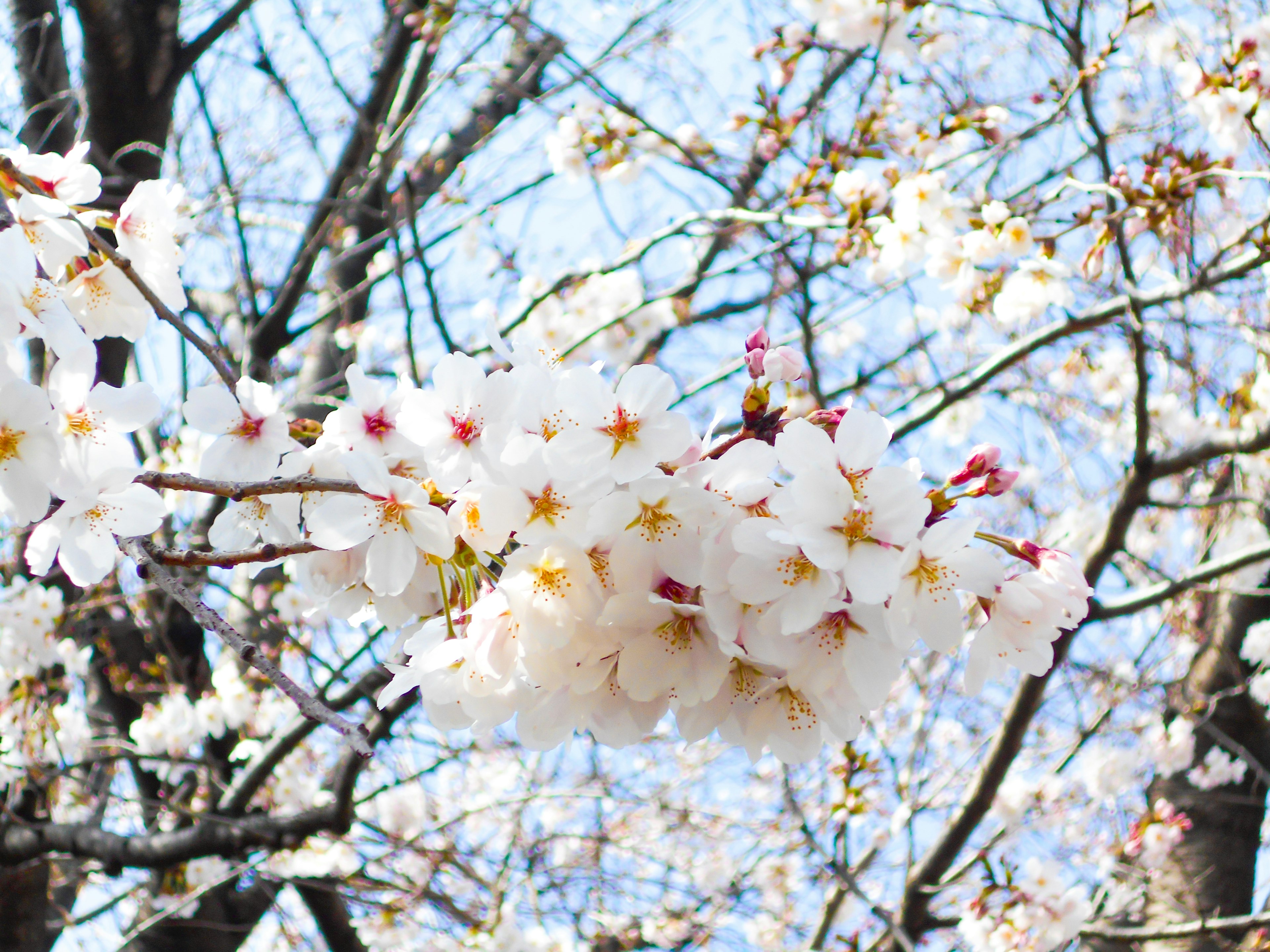 Cherry blossom branch with white flowers against a blue sky