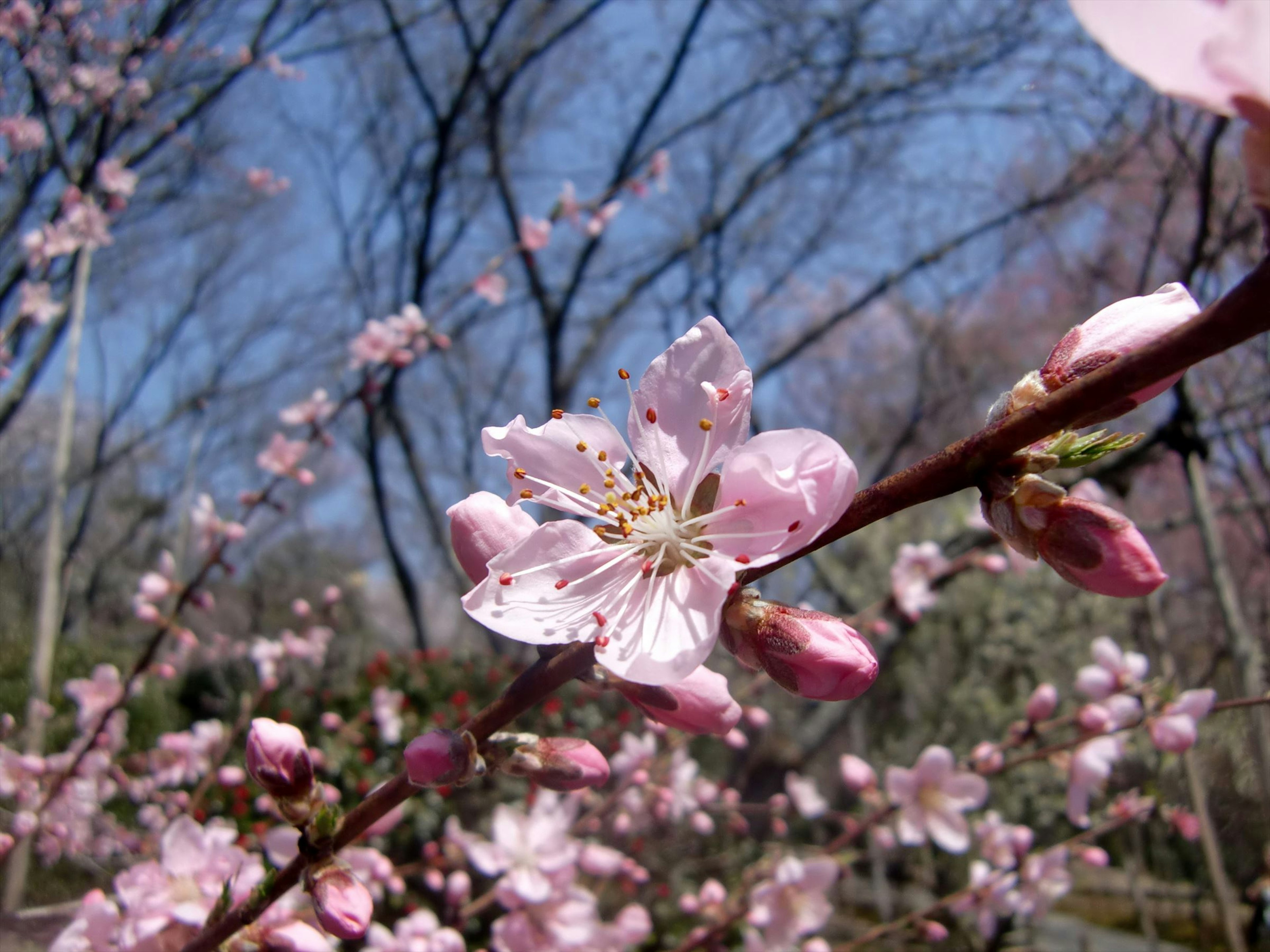 春季景观中的樱花