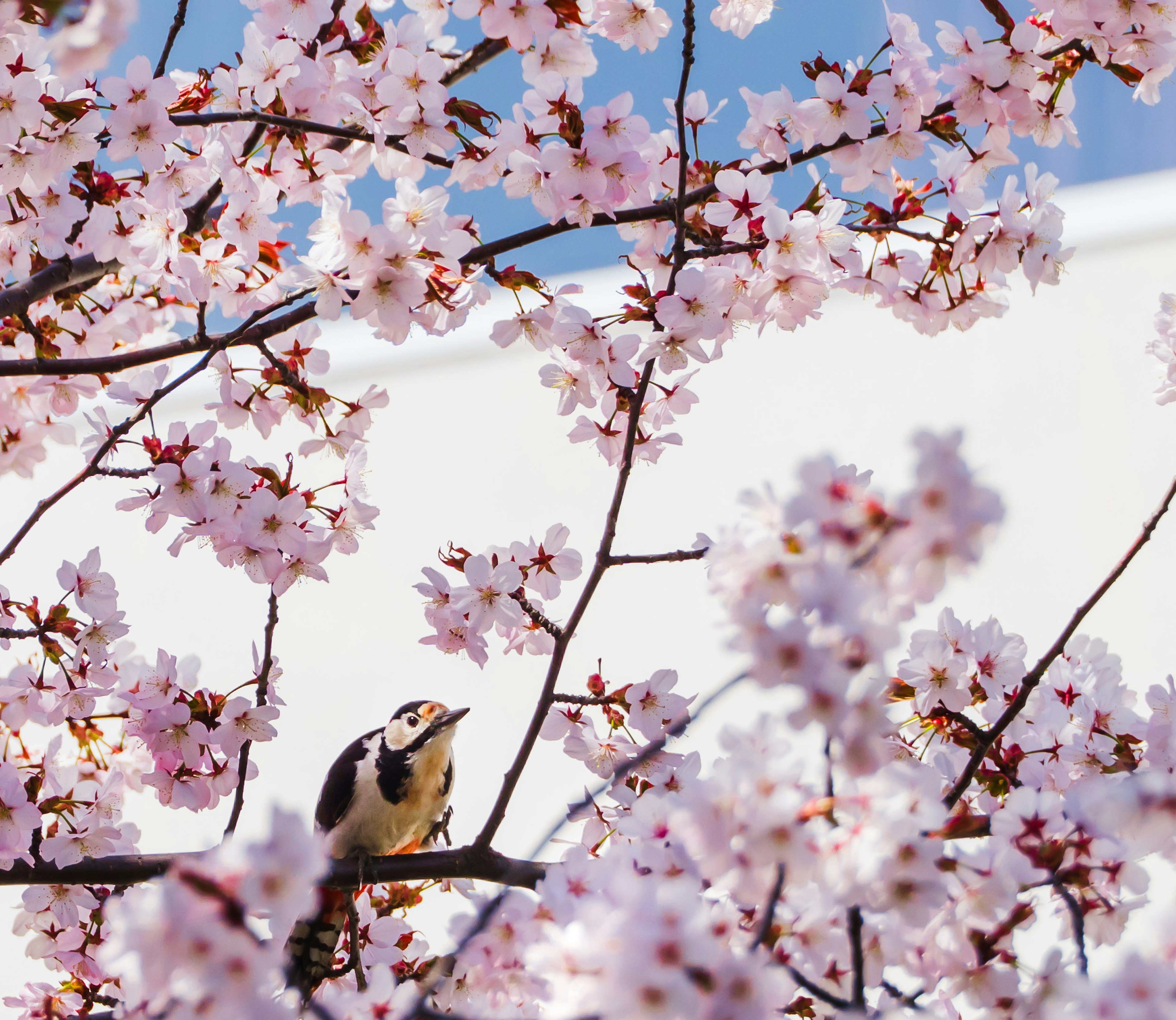 桜の花の中にいる小鳥の写真