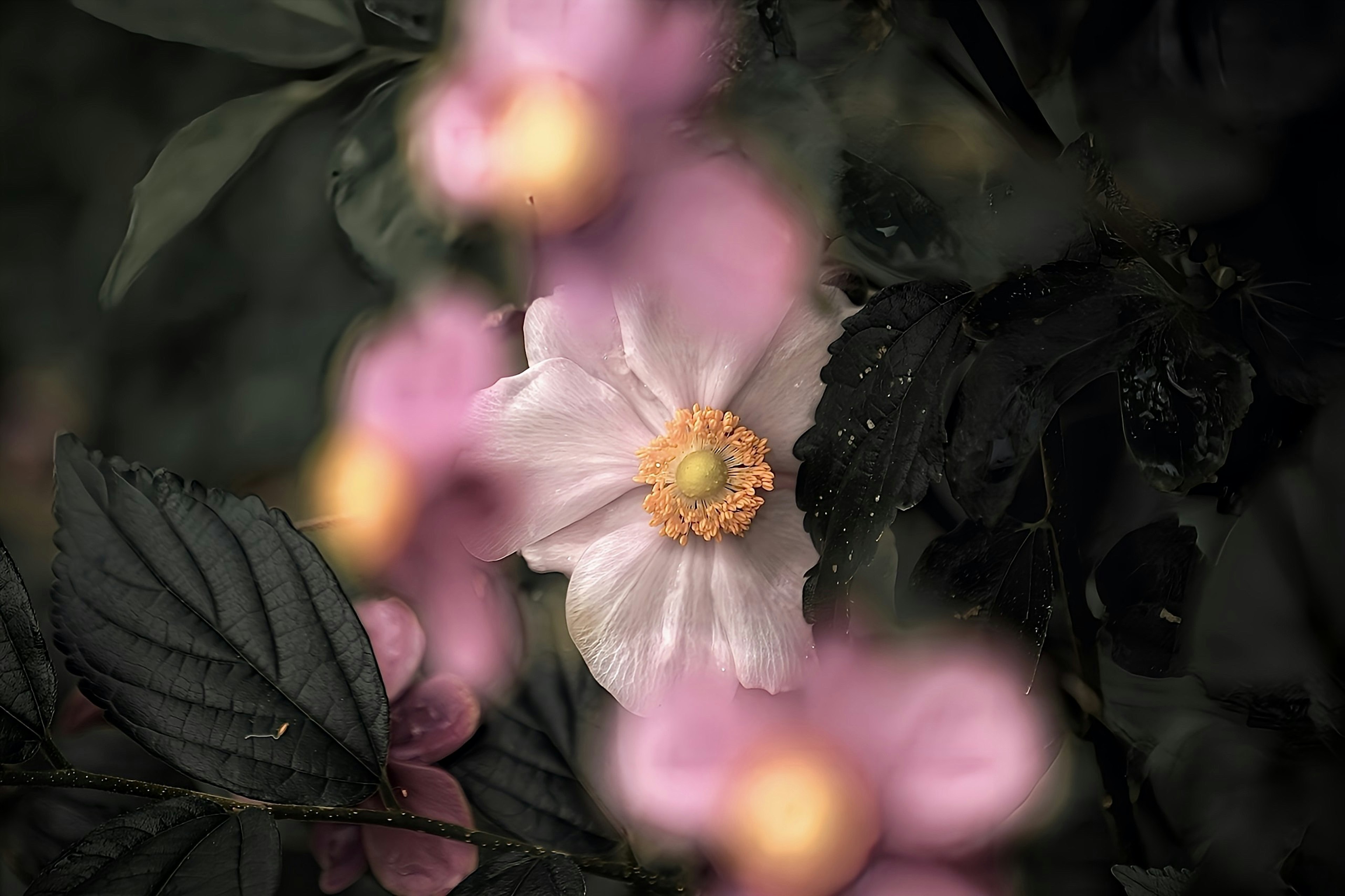 Sfondo sfocato con fiori rosa e un fiore bianco centrale circondato da foglie verdi