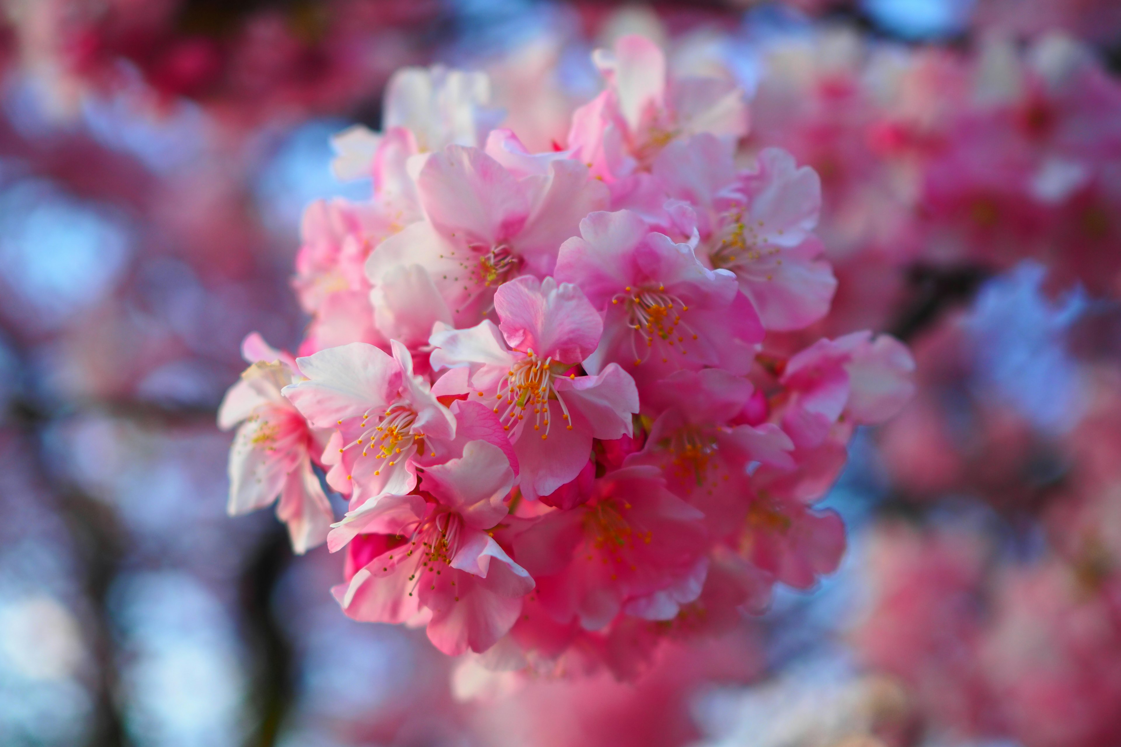 Primer plano de flores de cerezo con pétalos rosas