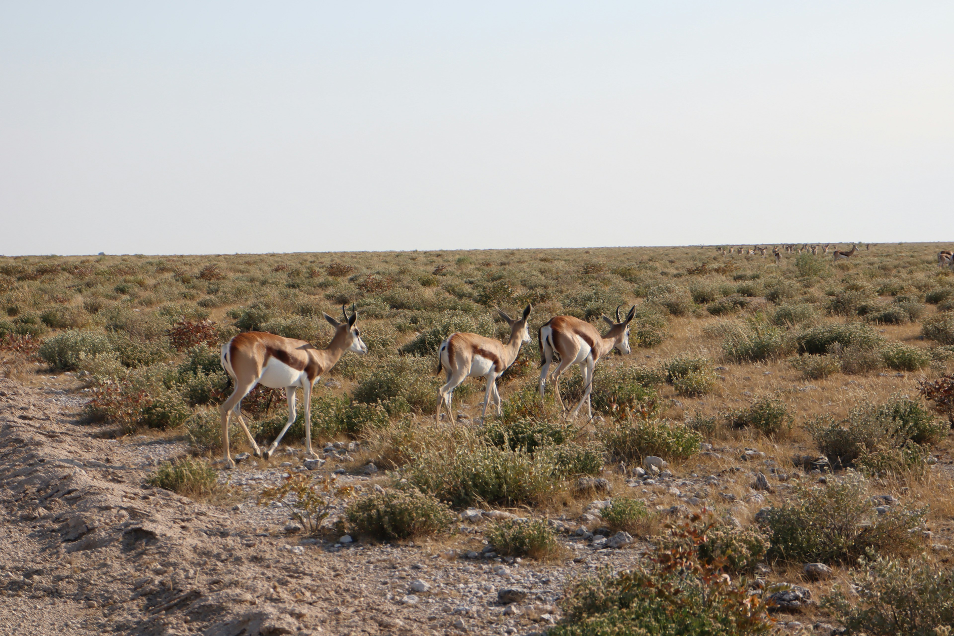 A group of gazelles walking across a grassland