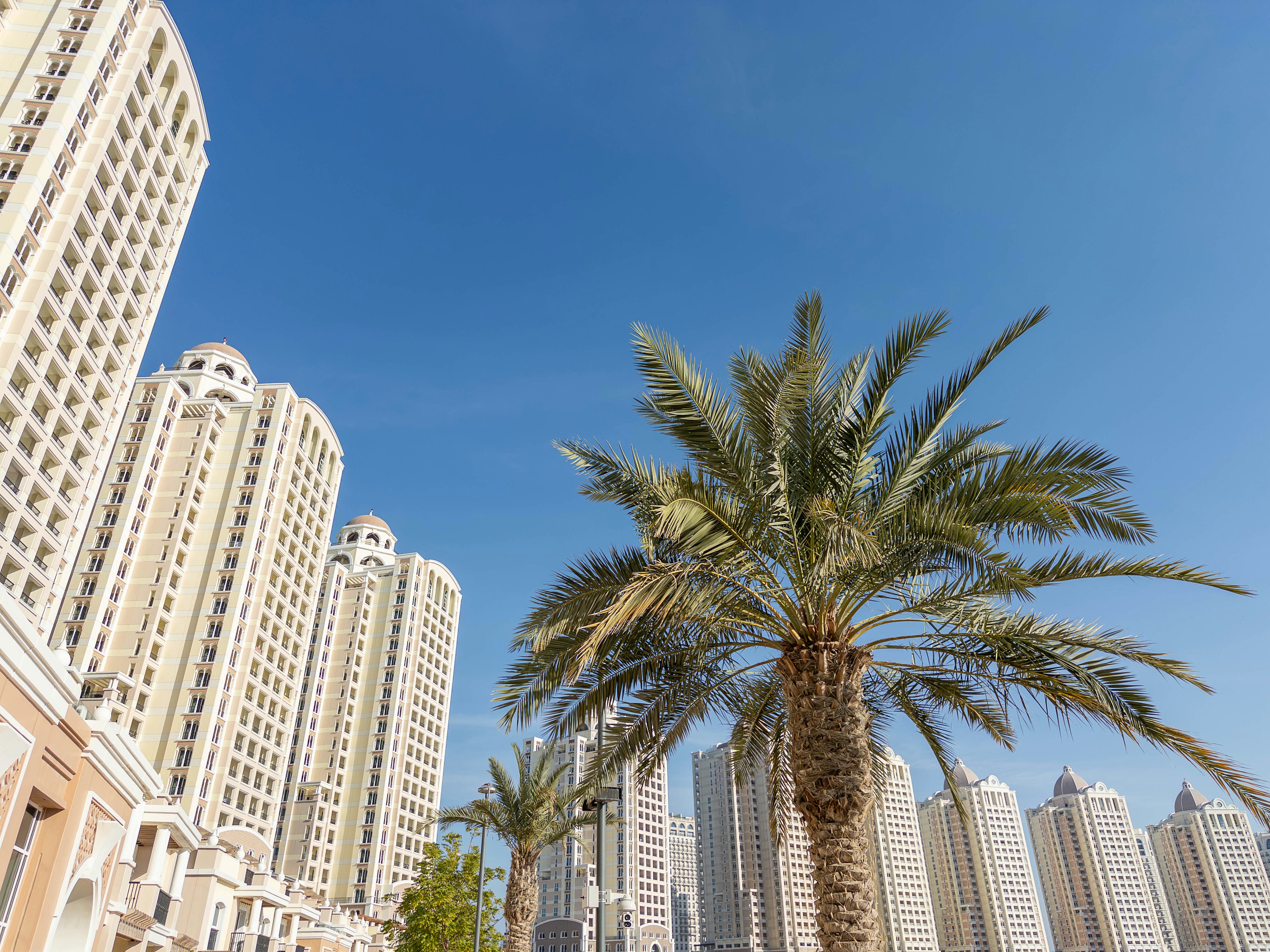 Palm trees in foreground with tall buildings and clear blue sky