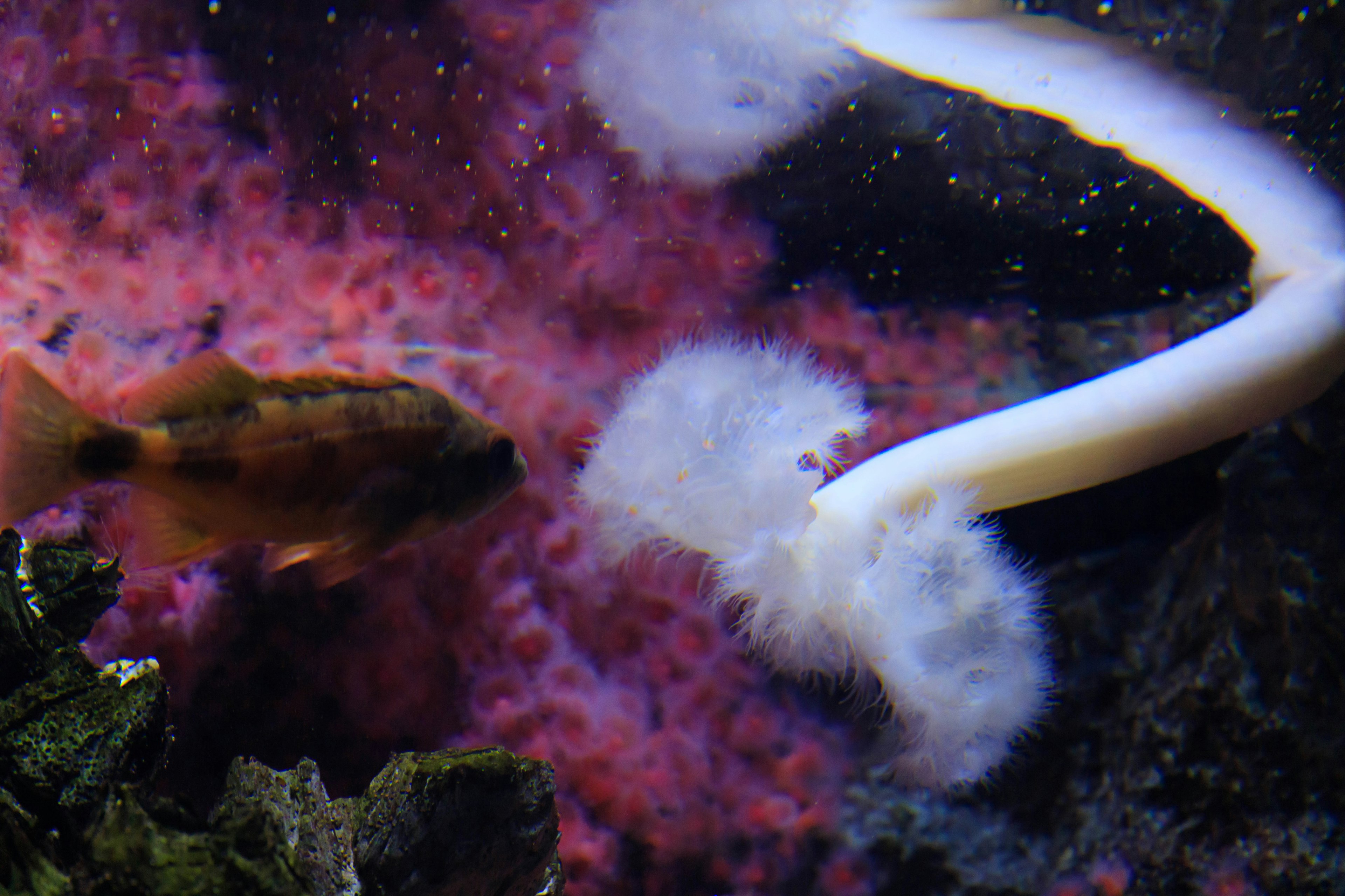 Vibrant underwater scene featuring fish and jellyfish coexisting