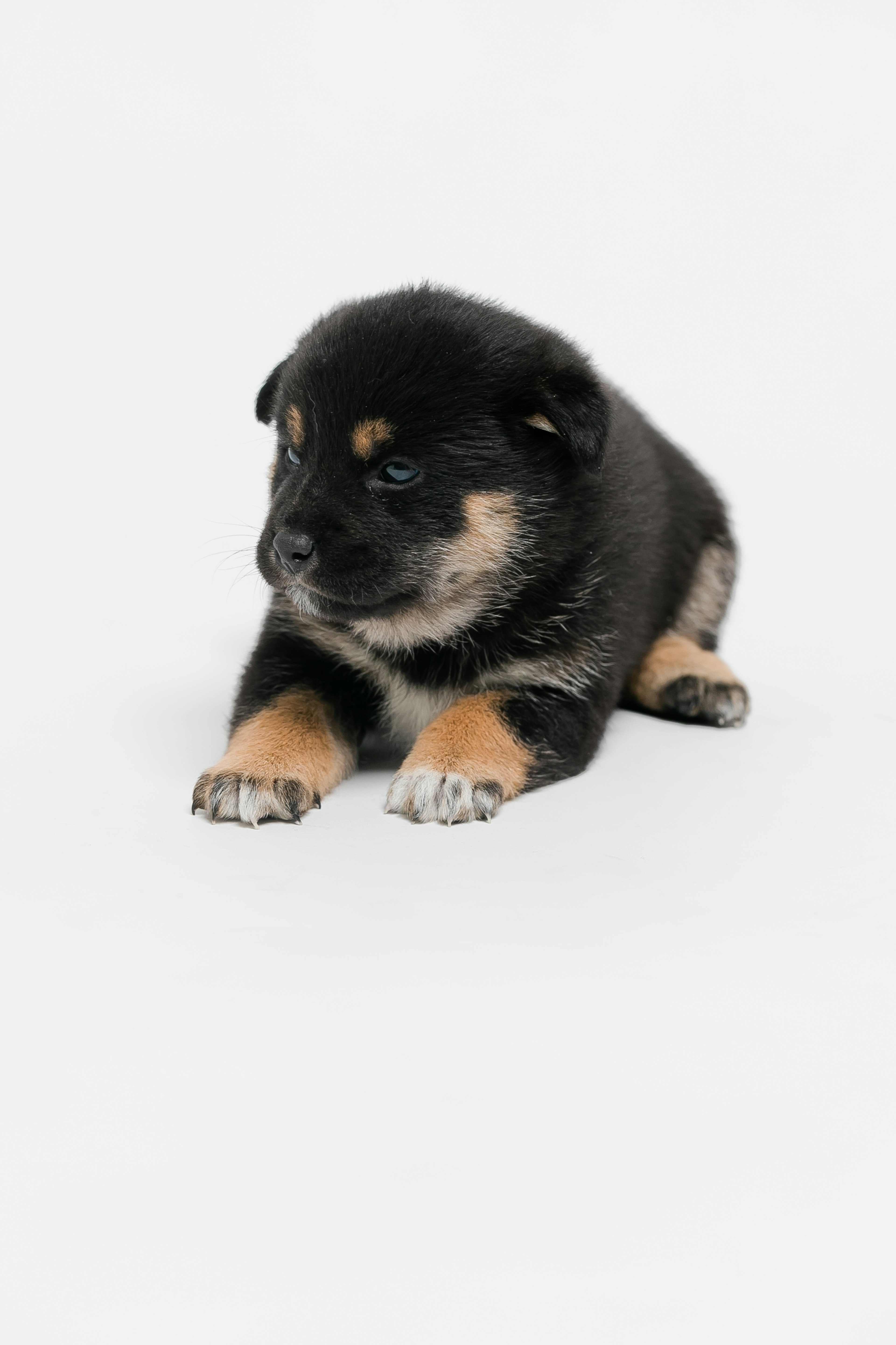 A black and tan puppy lying on a white background