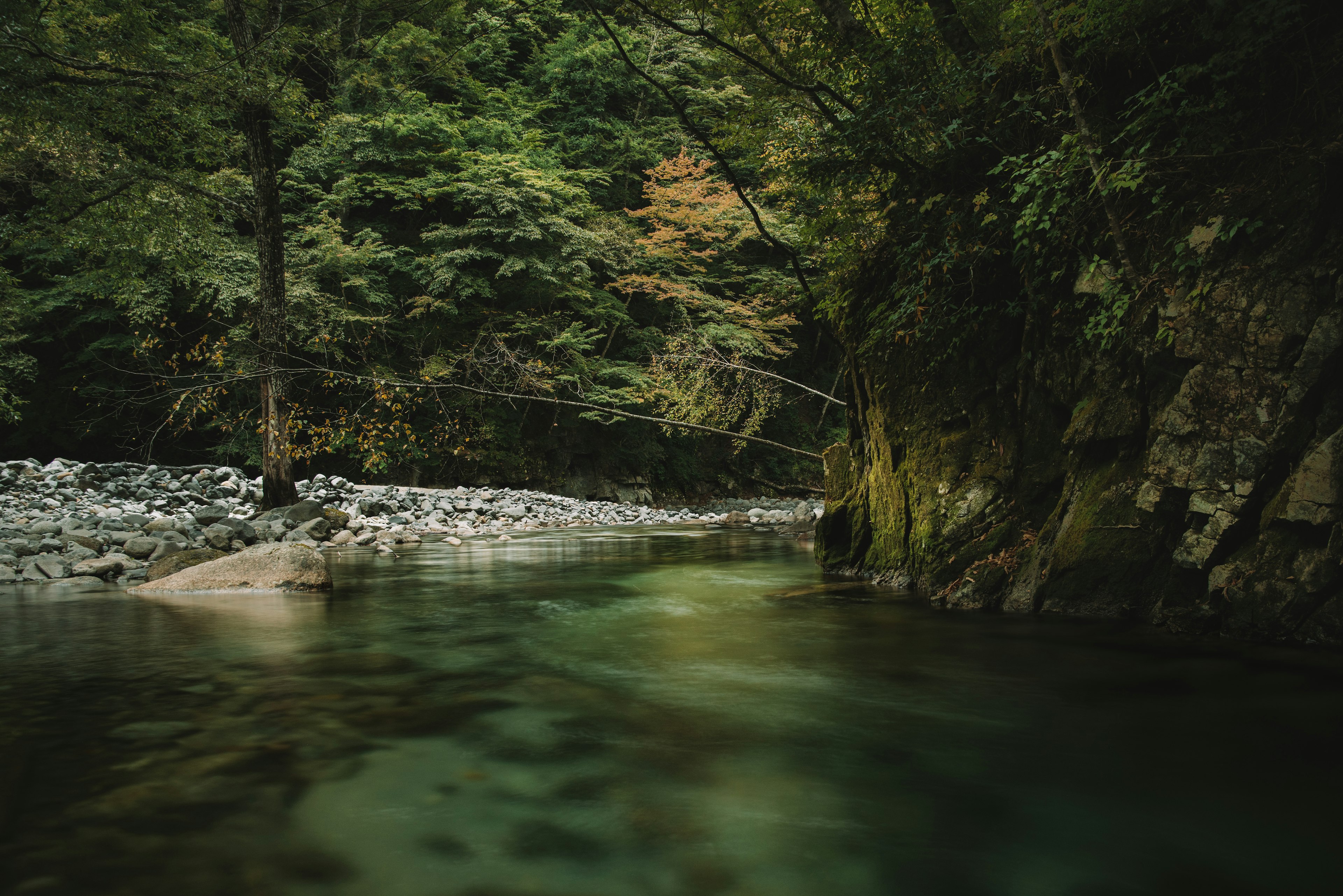 緑の木々に囲まれた静かな川の風景