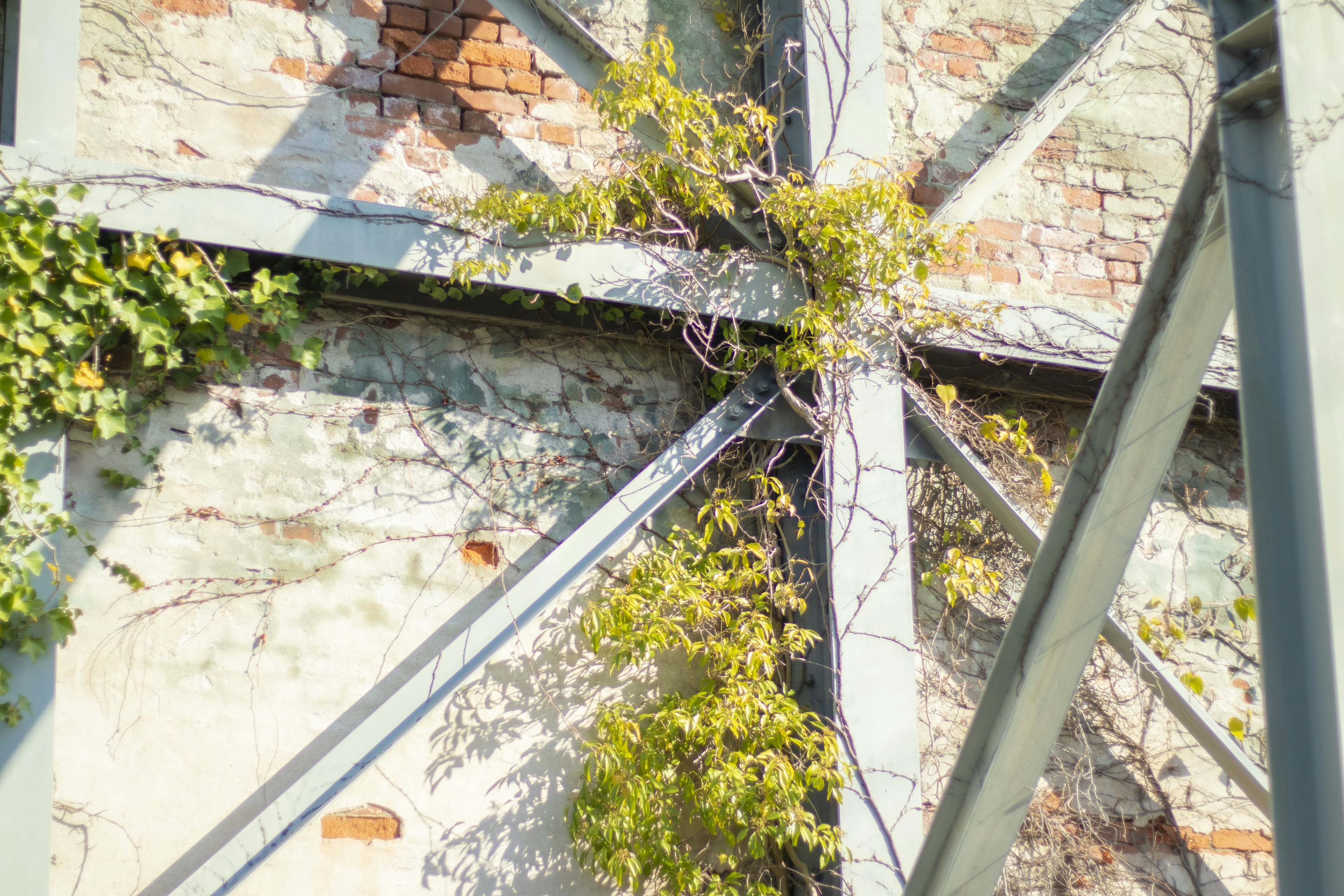 Green plants intertwining with old wall and metal beams