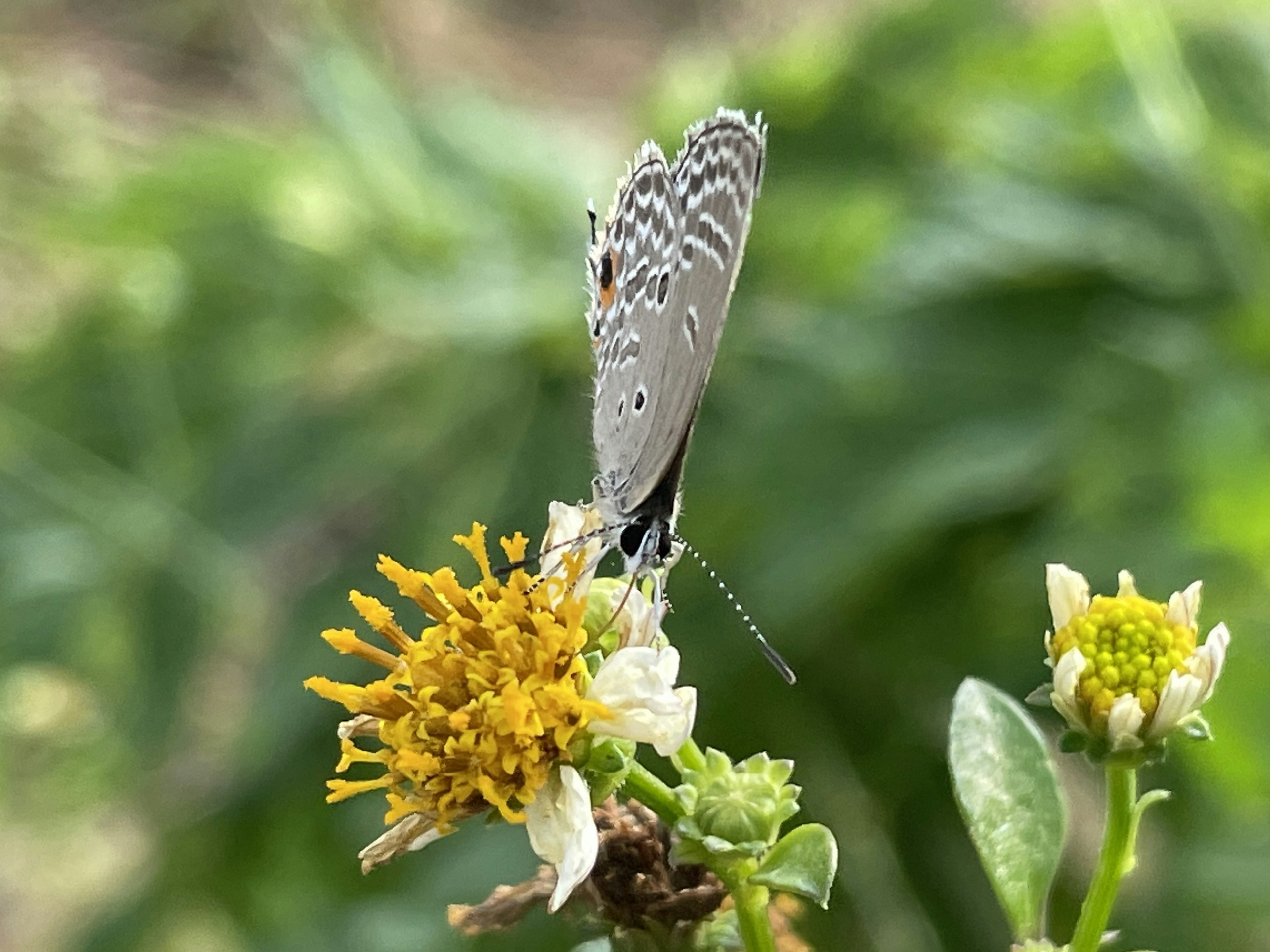 A small butterfly perched on a yellow flower