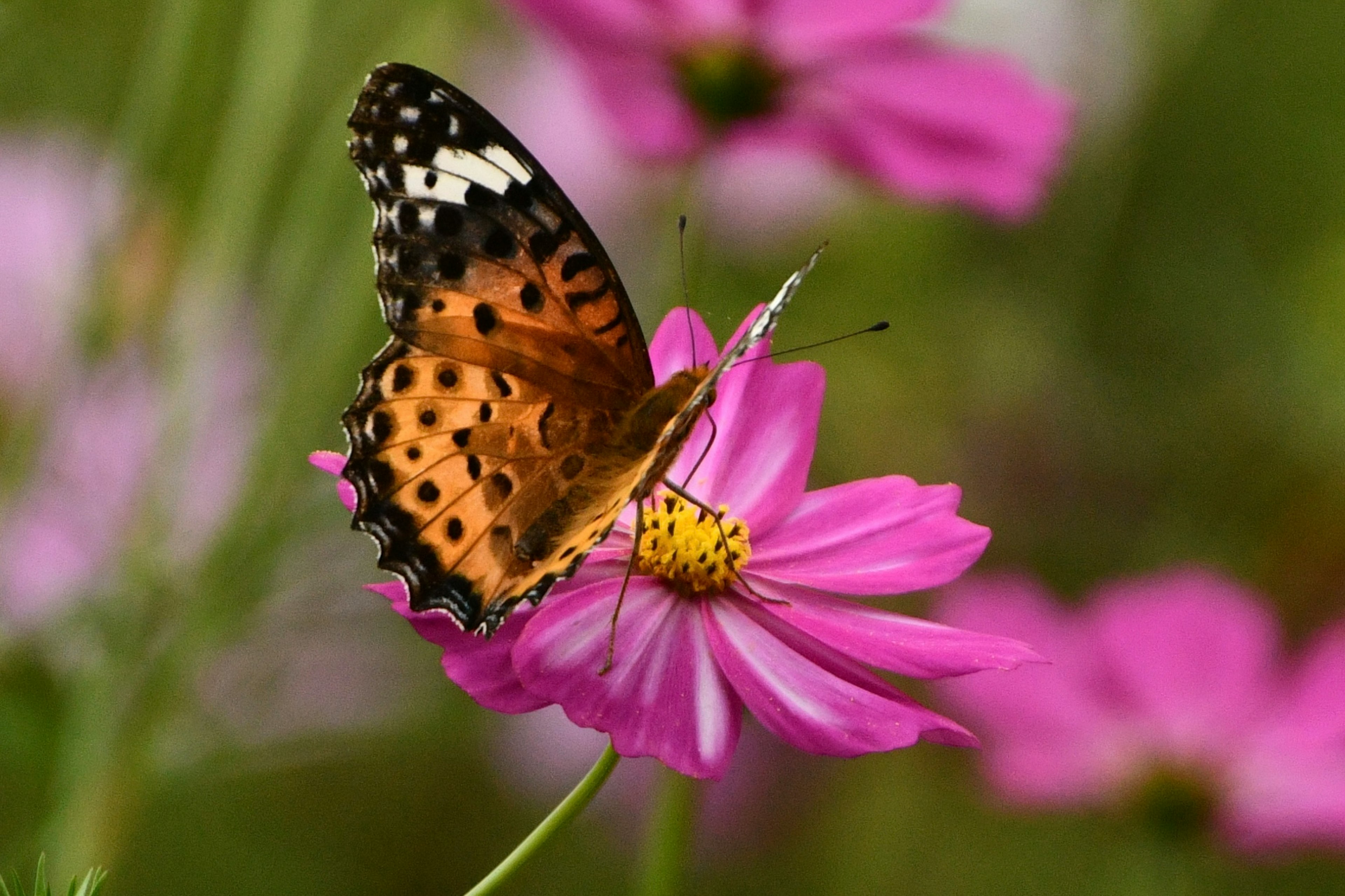 Una farfalla con motivi arancioni e neri che si posa su un fiore rosa