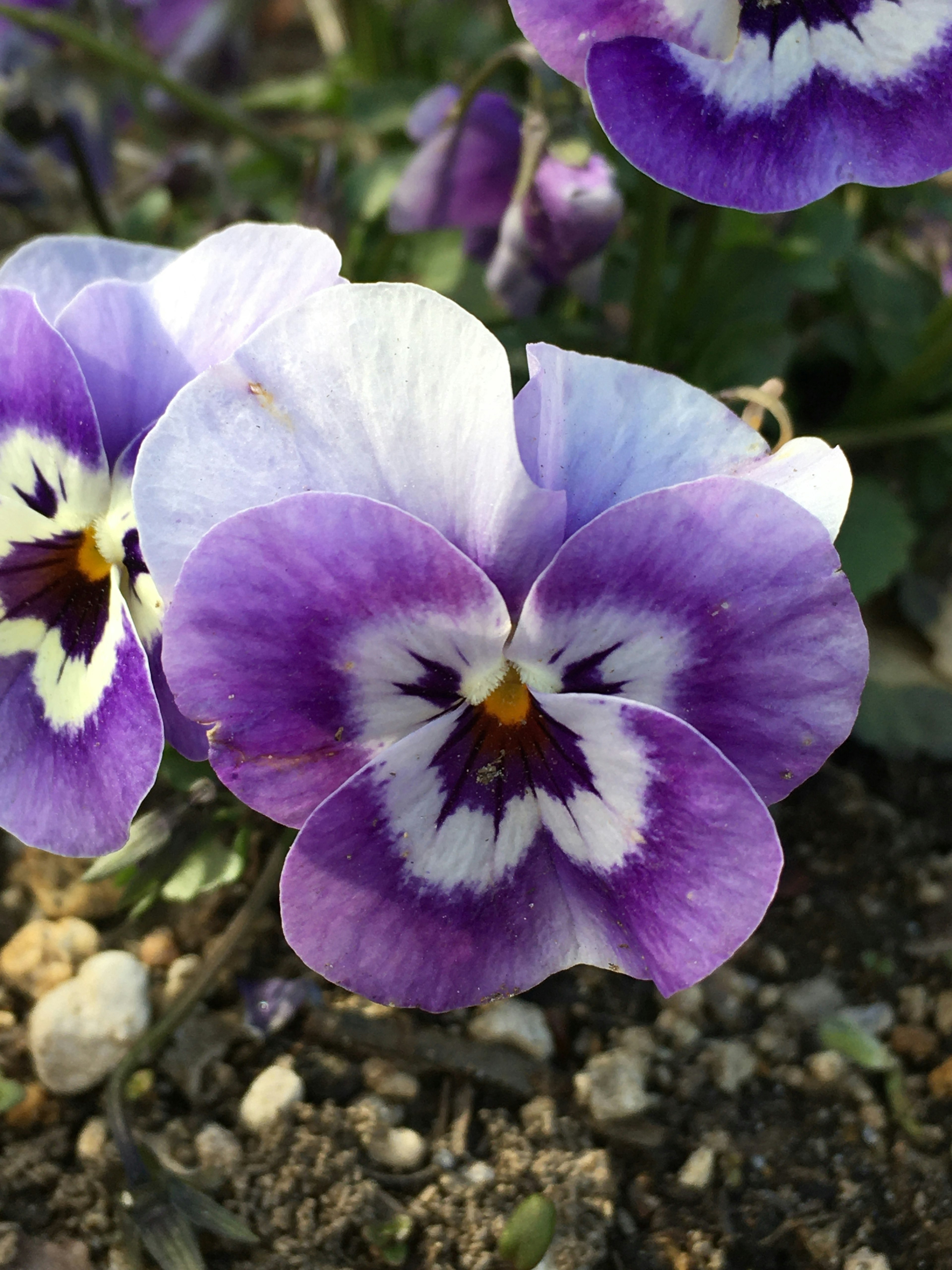 紫色と白色のパンジーの花が咲いている