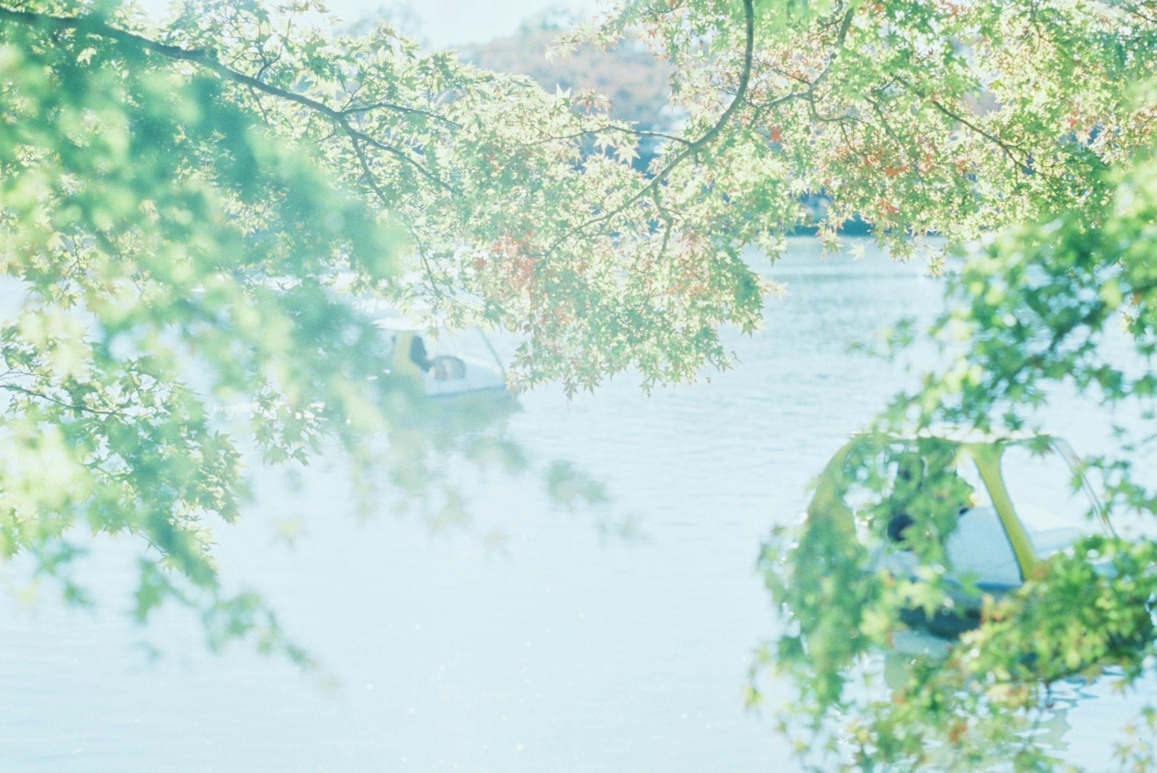 緑の葉に囲まれた穏やかな水面の景色