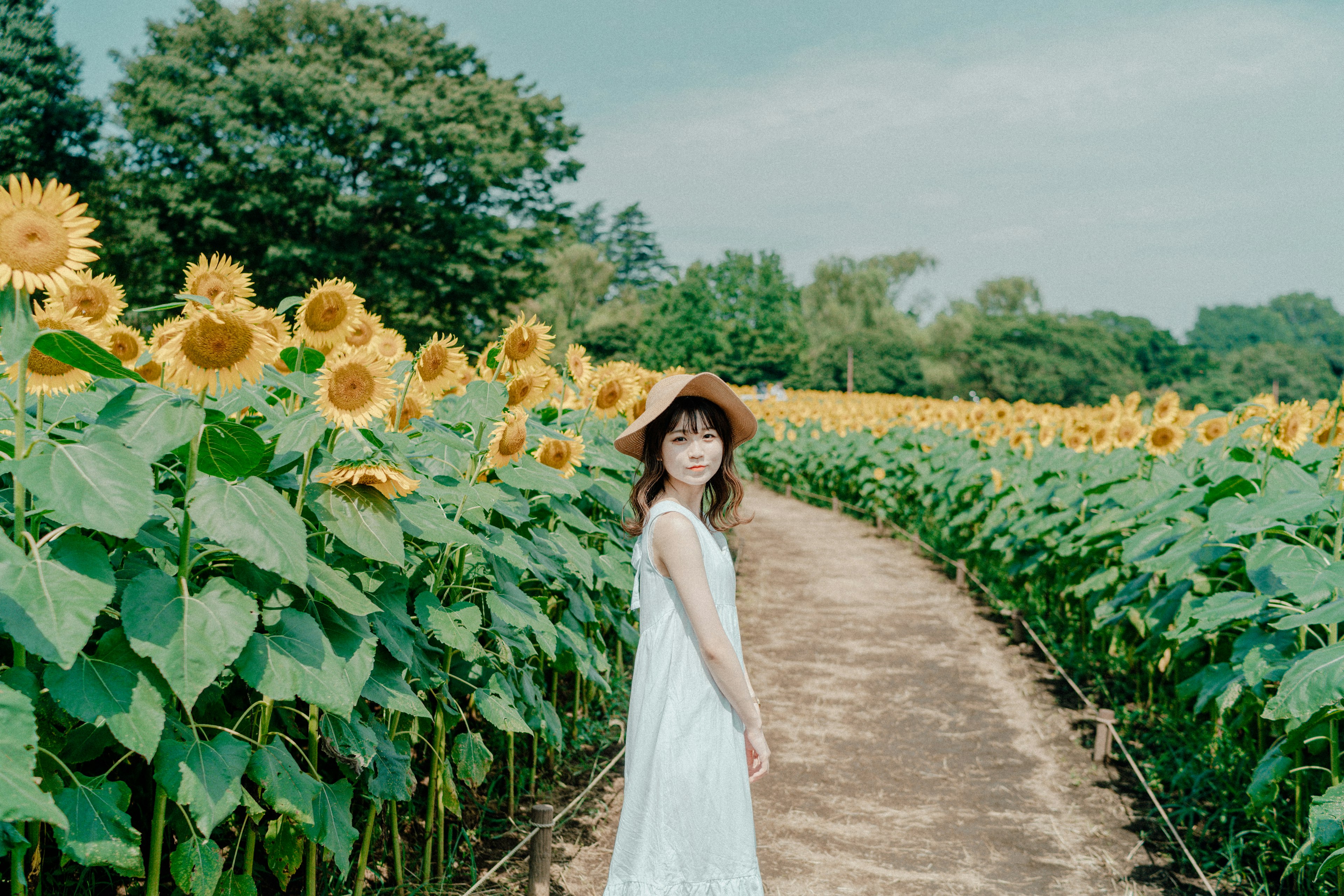 Woman in a white dress walking through a sunflower field wearing a hat