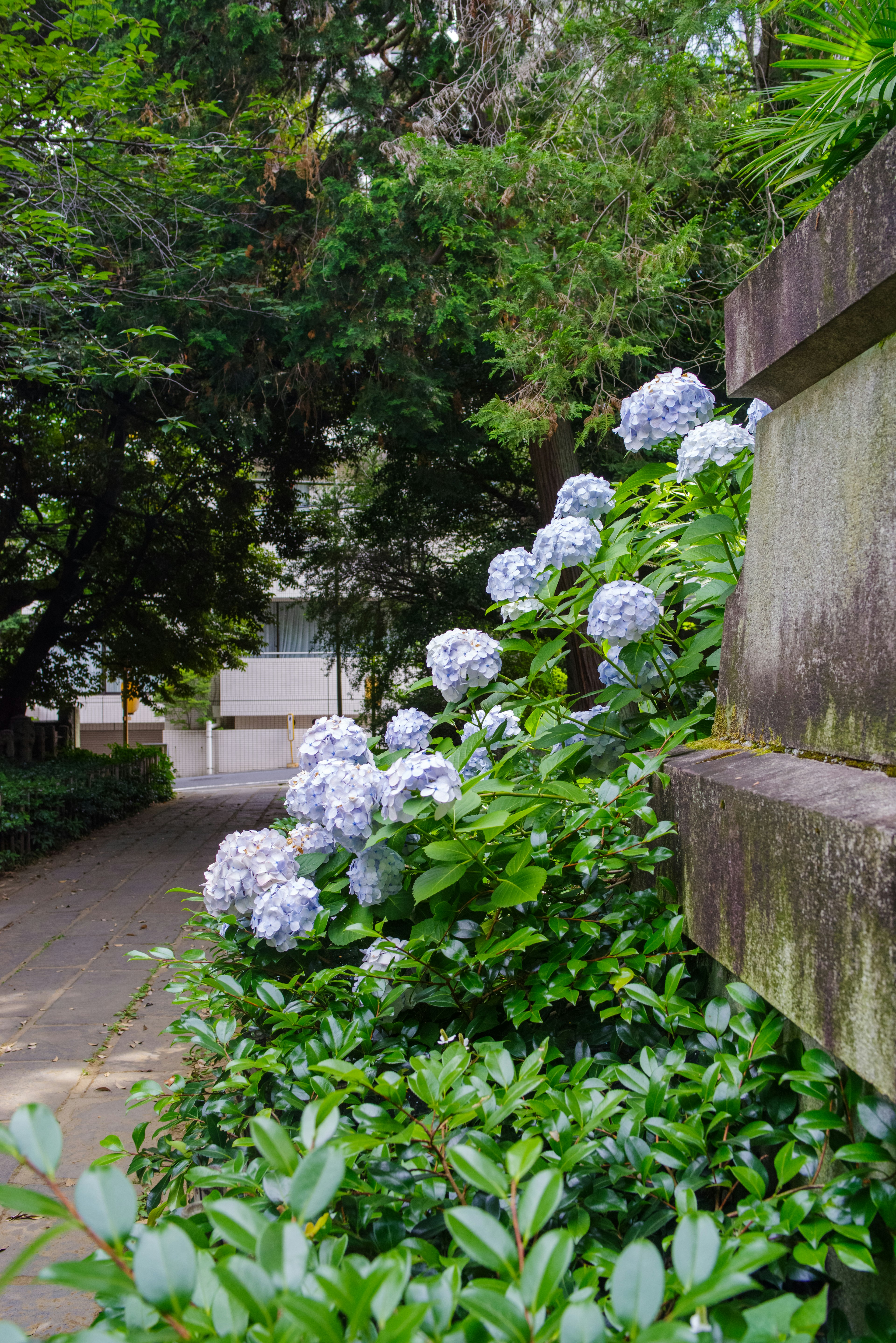 Flores de hortensia azules floreciendo a lo largo de un camino verde