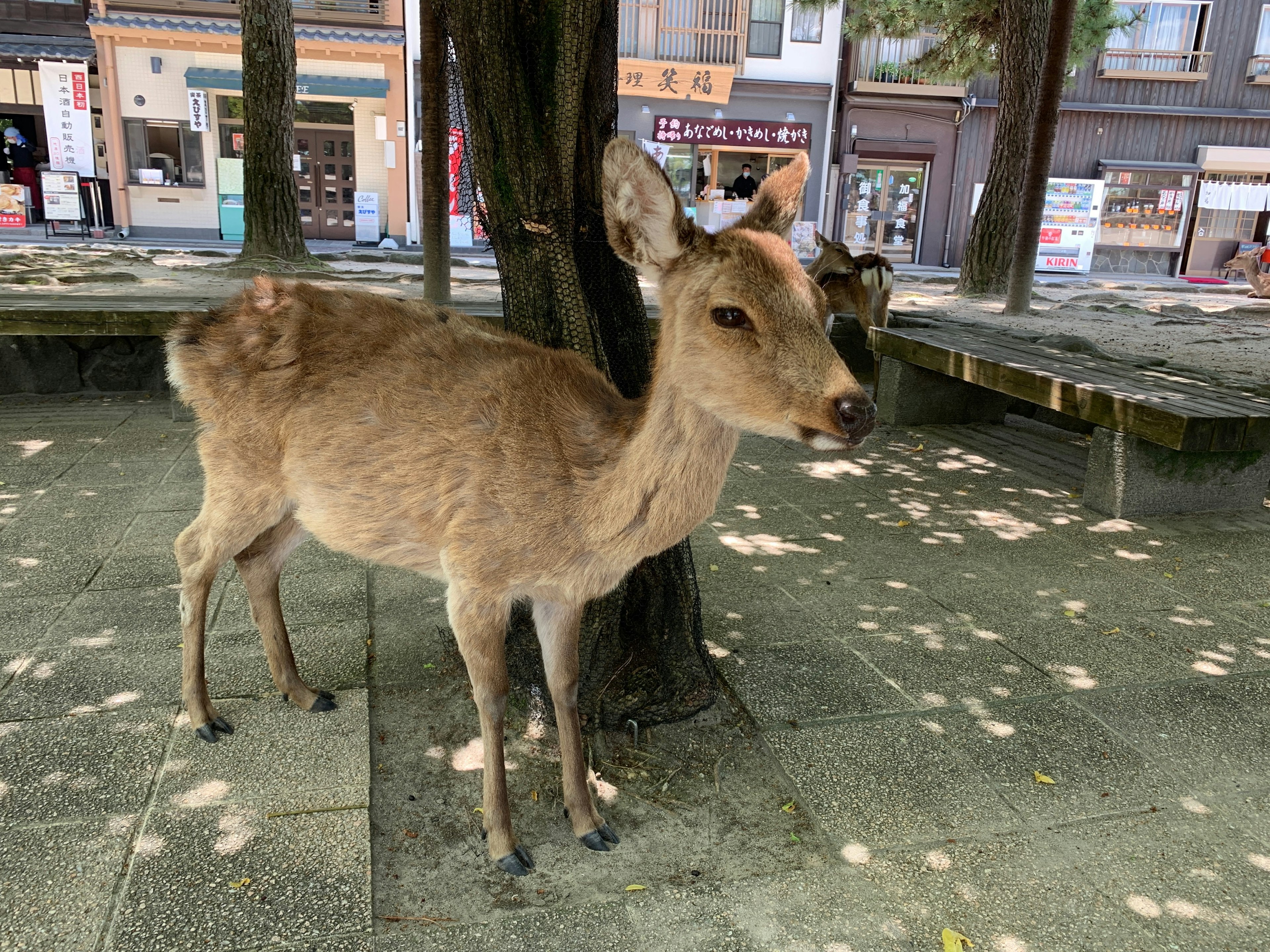 公園の中にいる小さな鹿が木の近くで立っている