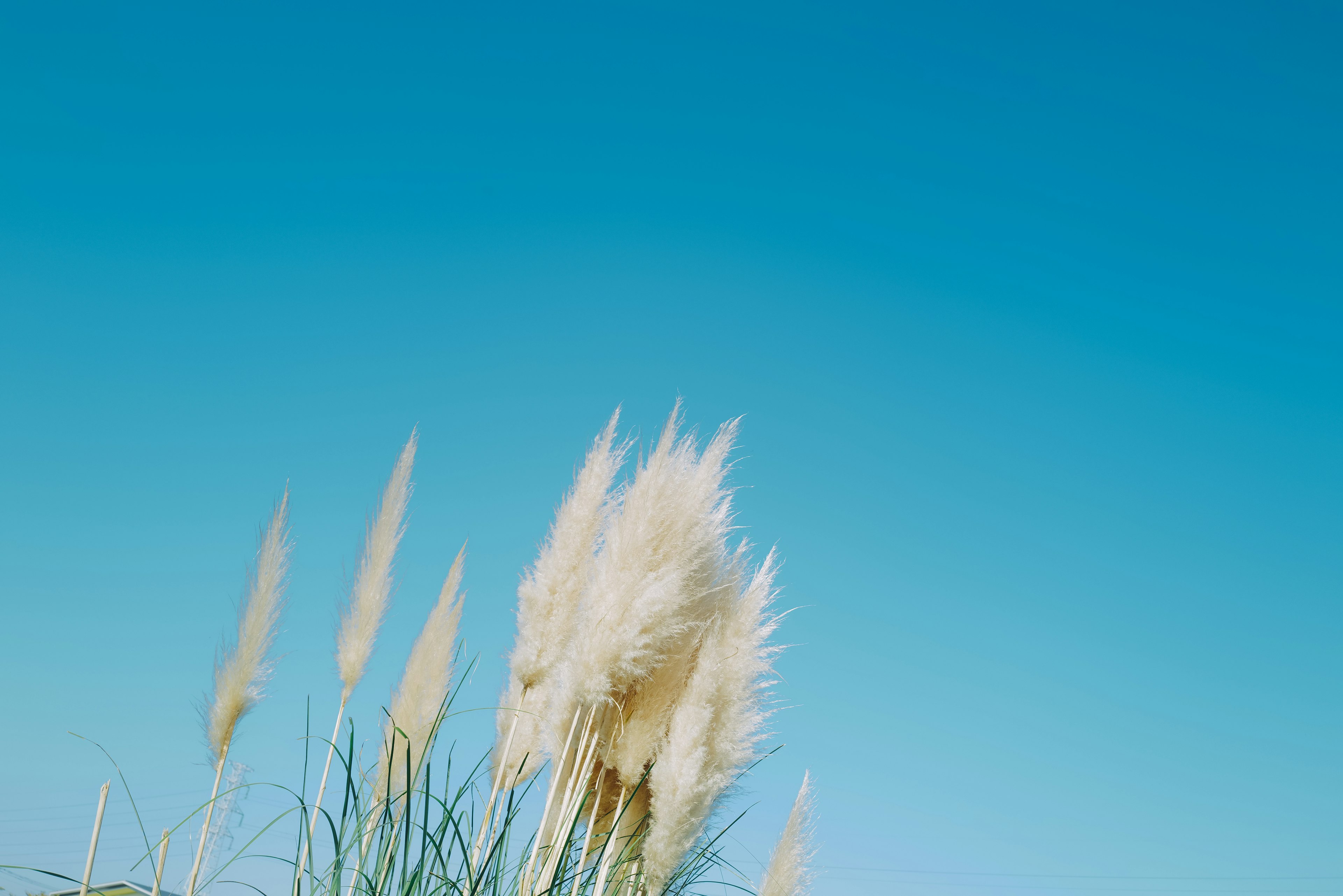 Erba di pampas bianca che fiorisce sotto un cielo blu