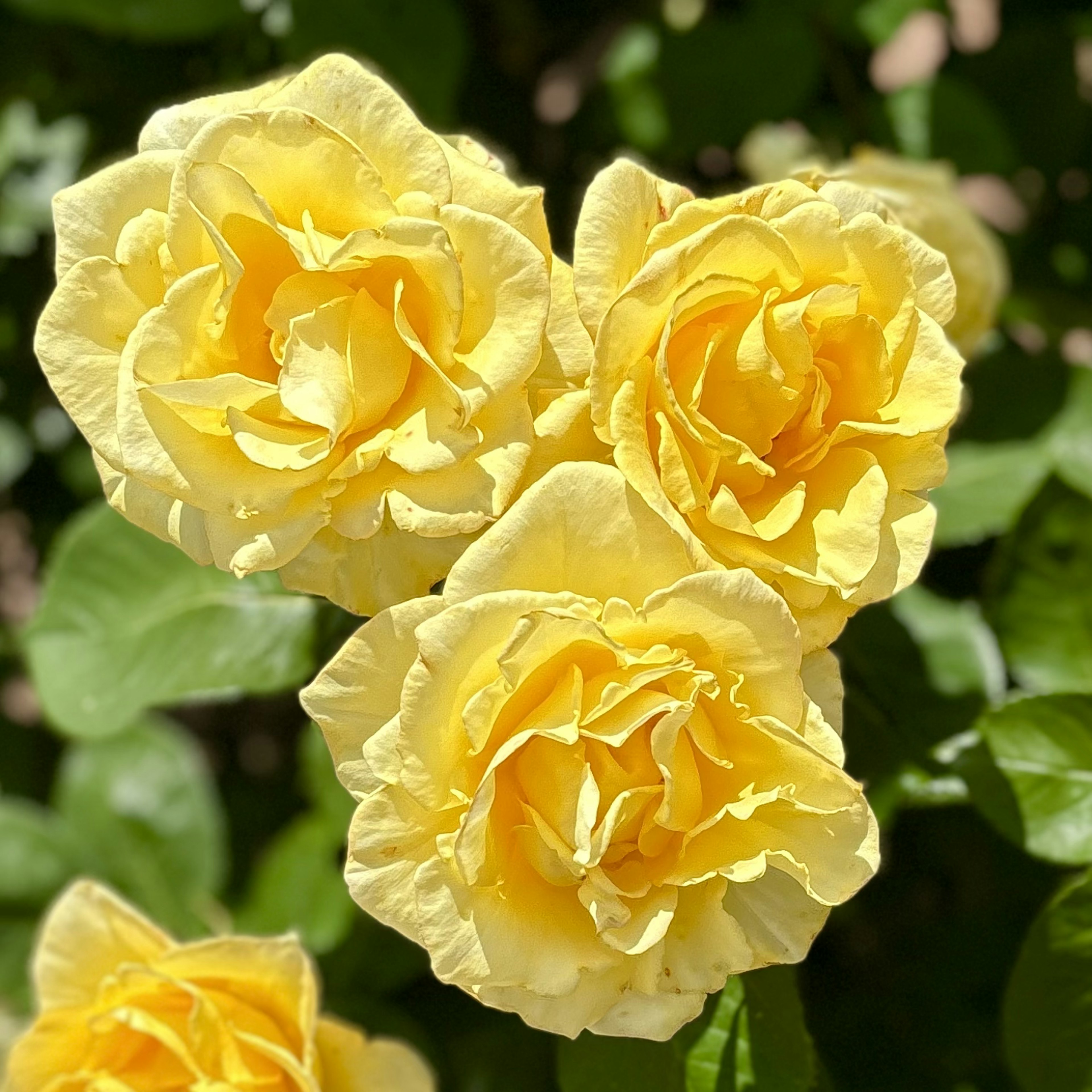 黄色いバラの花束が緑の葉の背景に咲いている