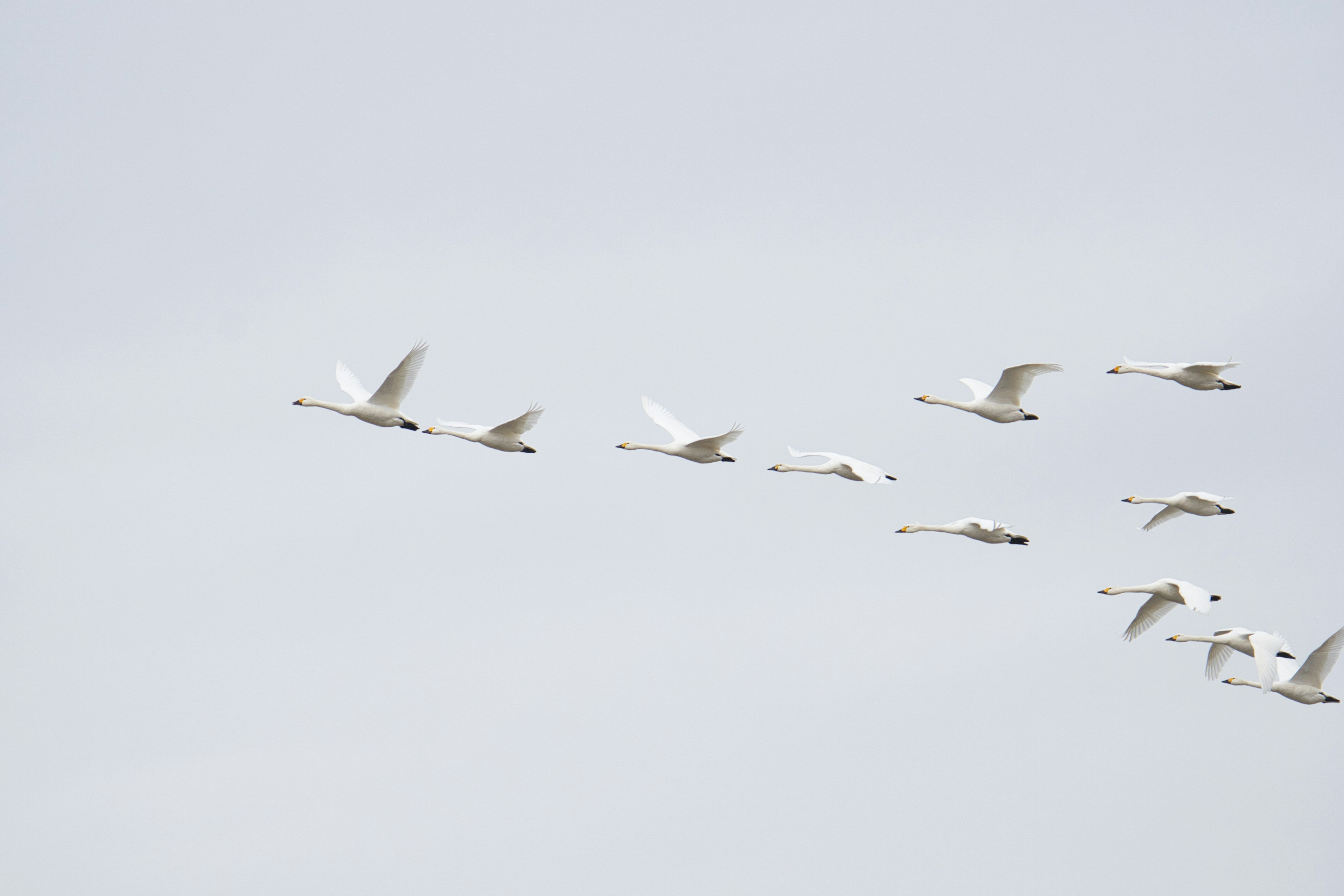 Eine Gruppe weißer Vögel fliegt am Himmel