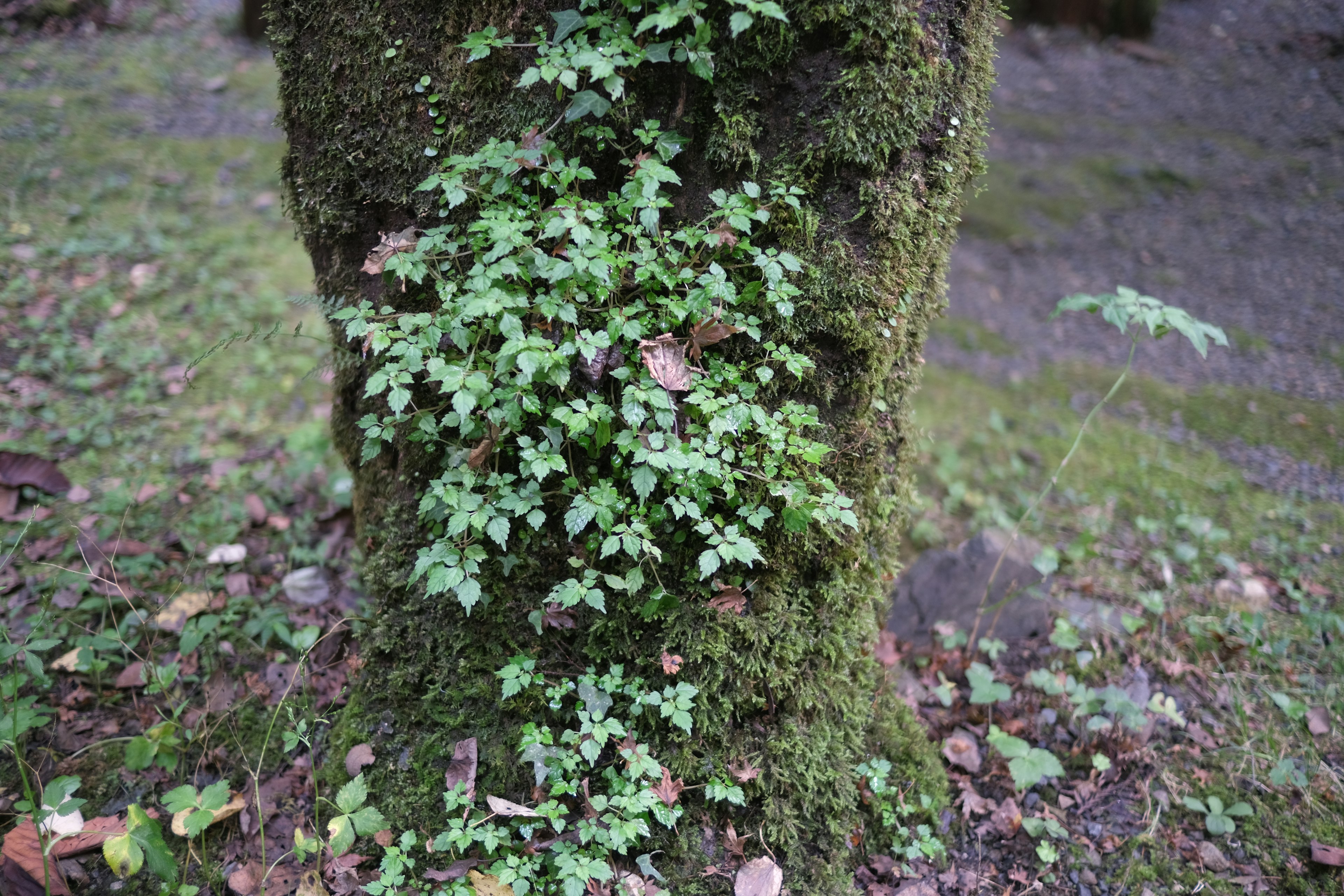 Grüne Kletterpflanze und Moos an einem Baumstamm