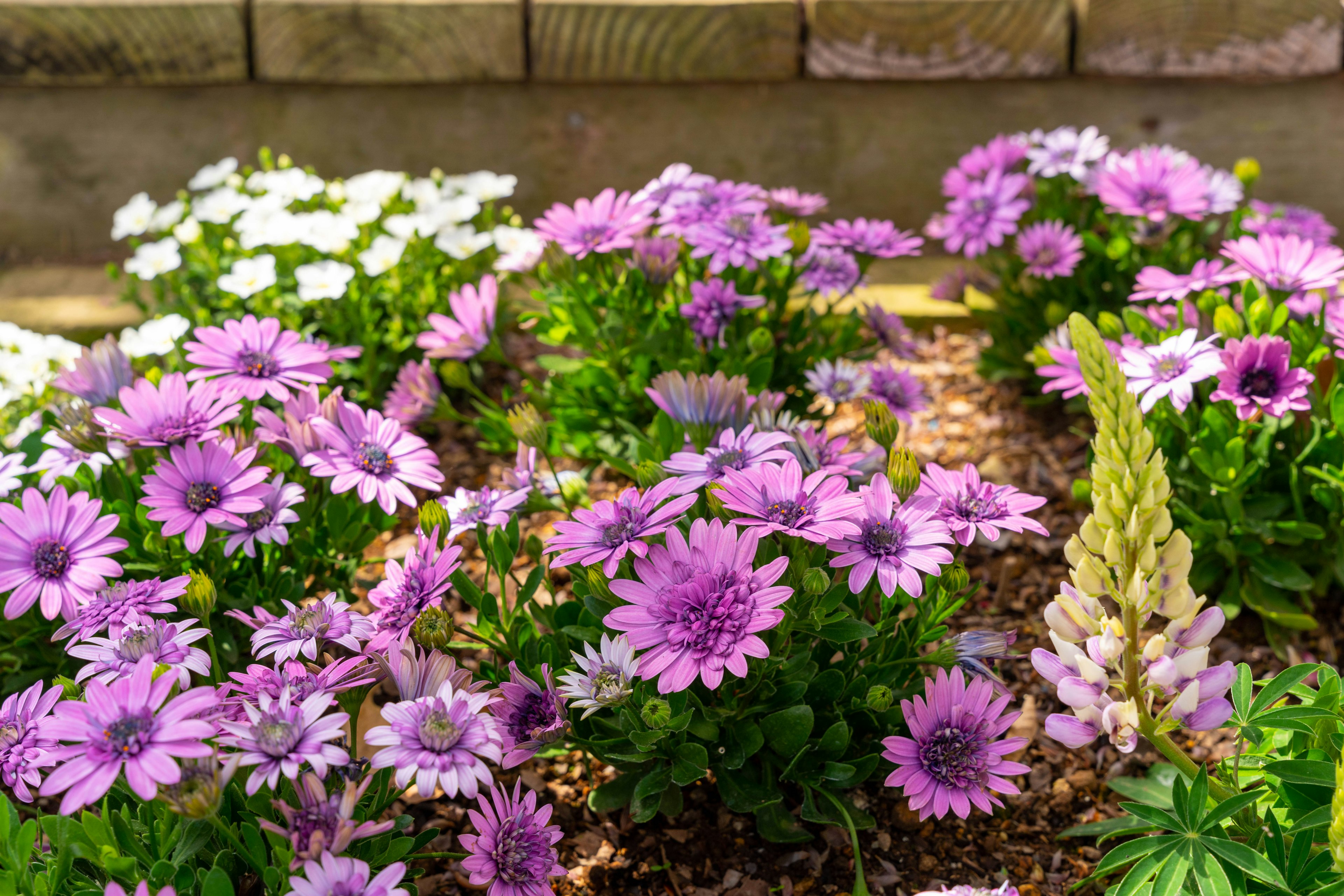 Colorful flowers blooming in a garden scene