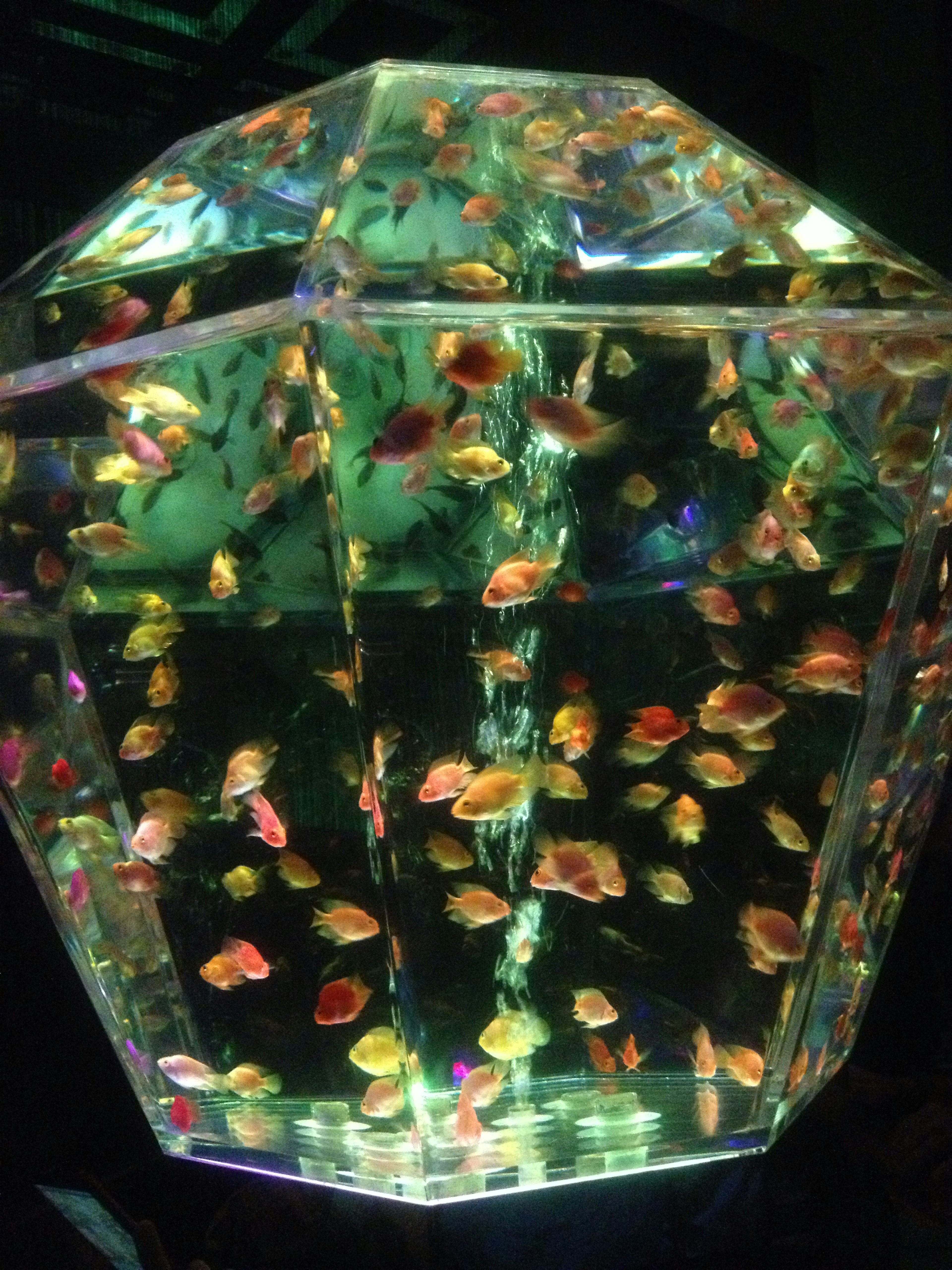 Multifaceted aquarium filled with colorful small fish swimming