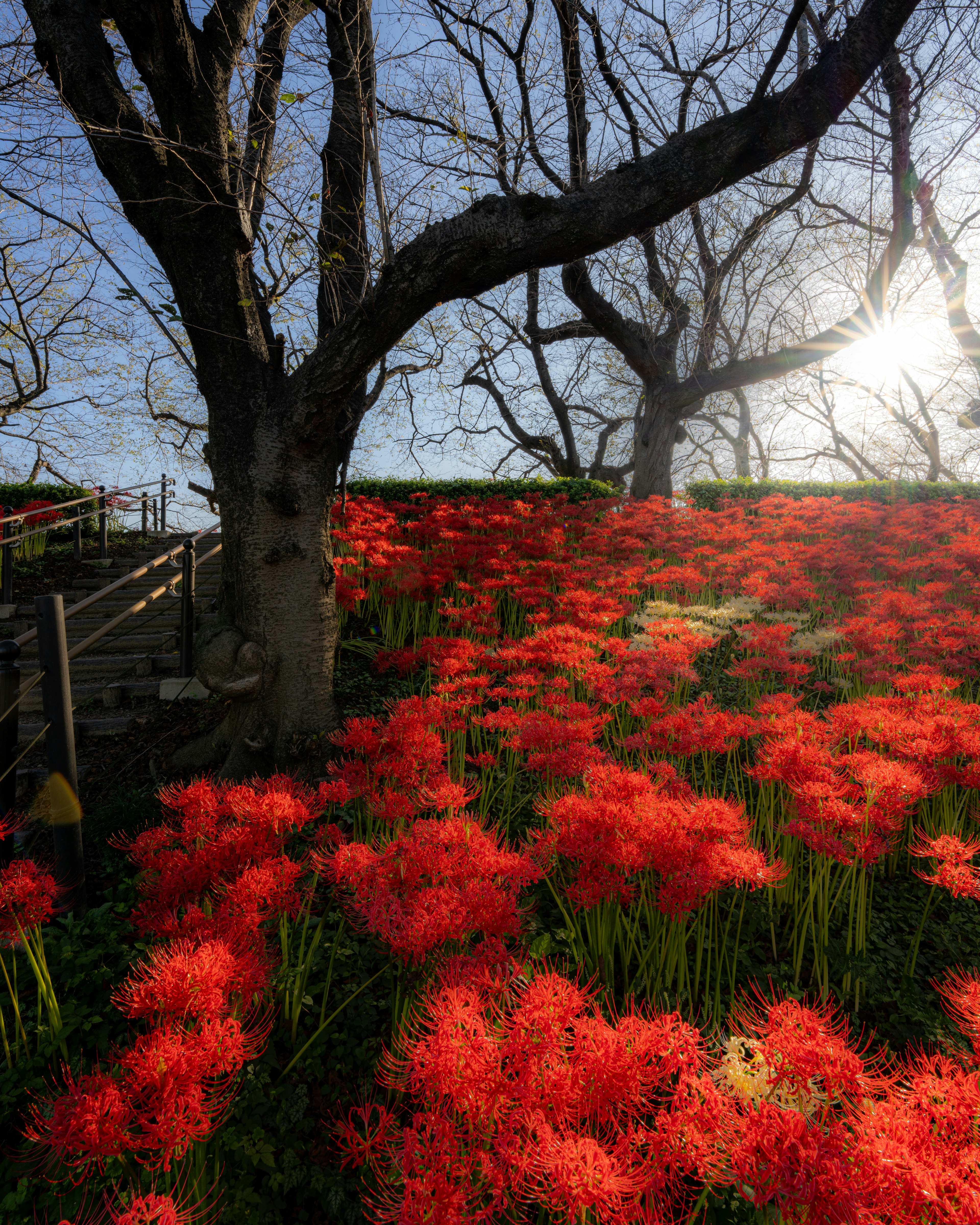 Vibrant red spider lilies blooming with tree silhouettes