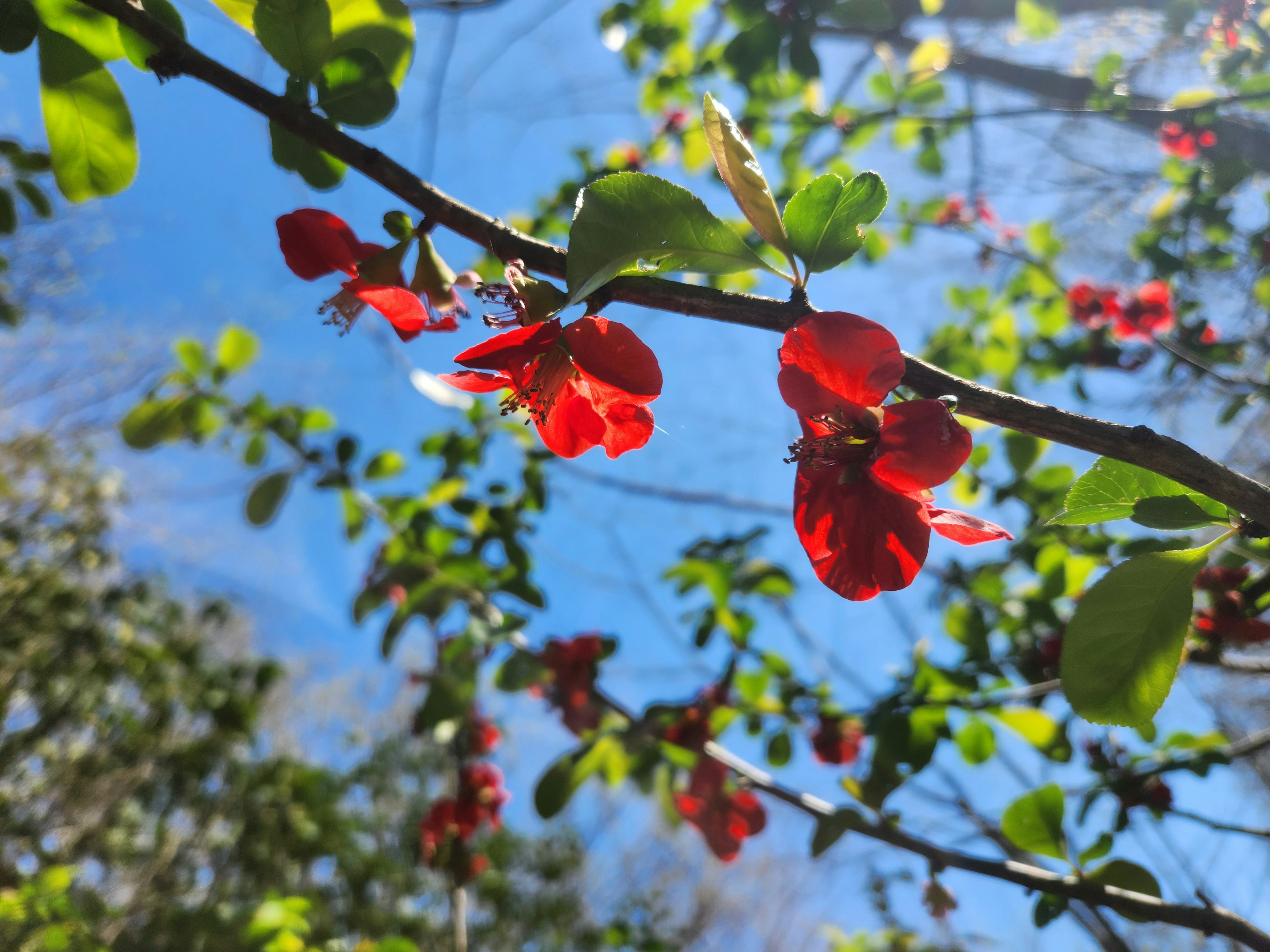 Branch with vibrant red flowers and green leaves under a blue sky