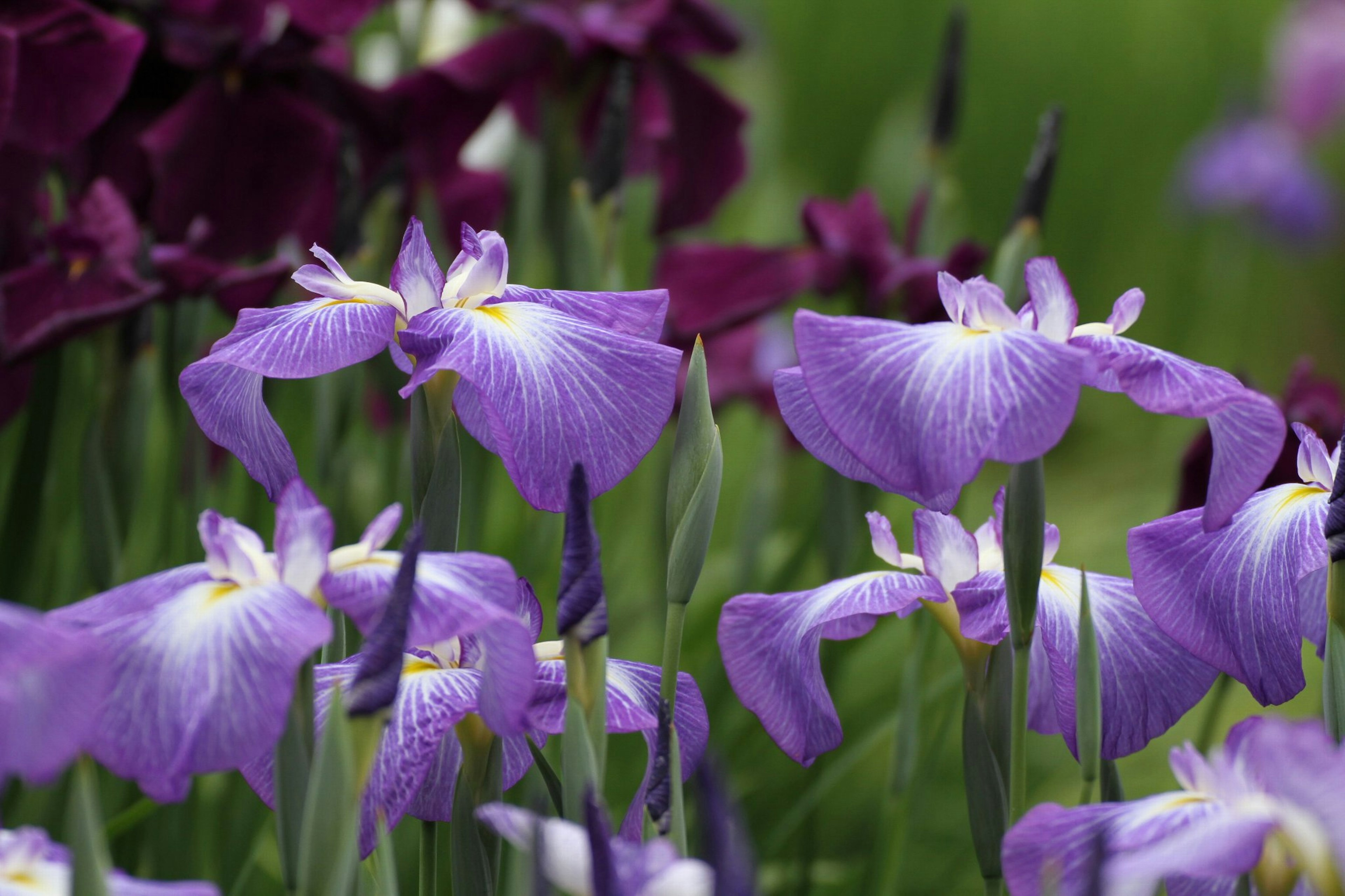 Gruppo di iris con fiori viola e foglie verdi