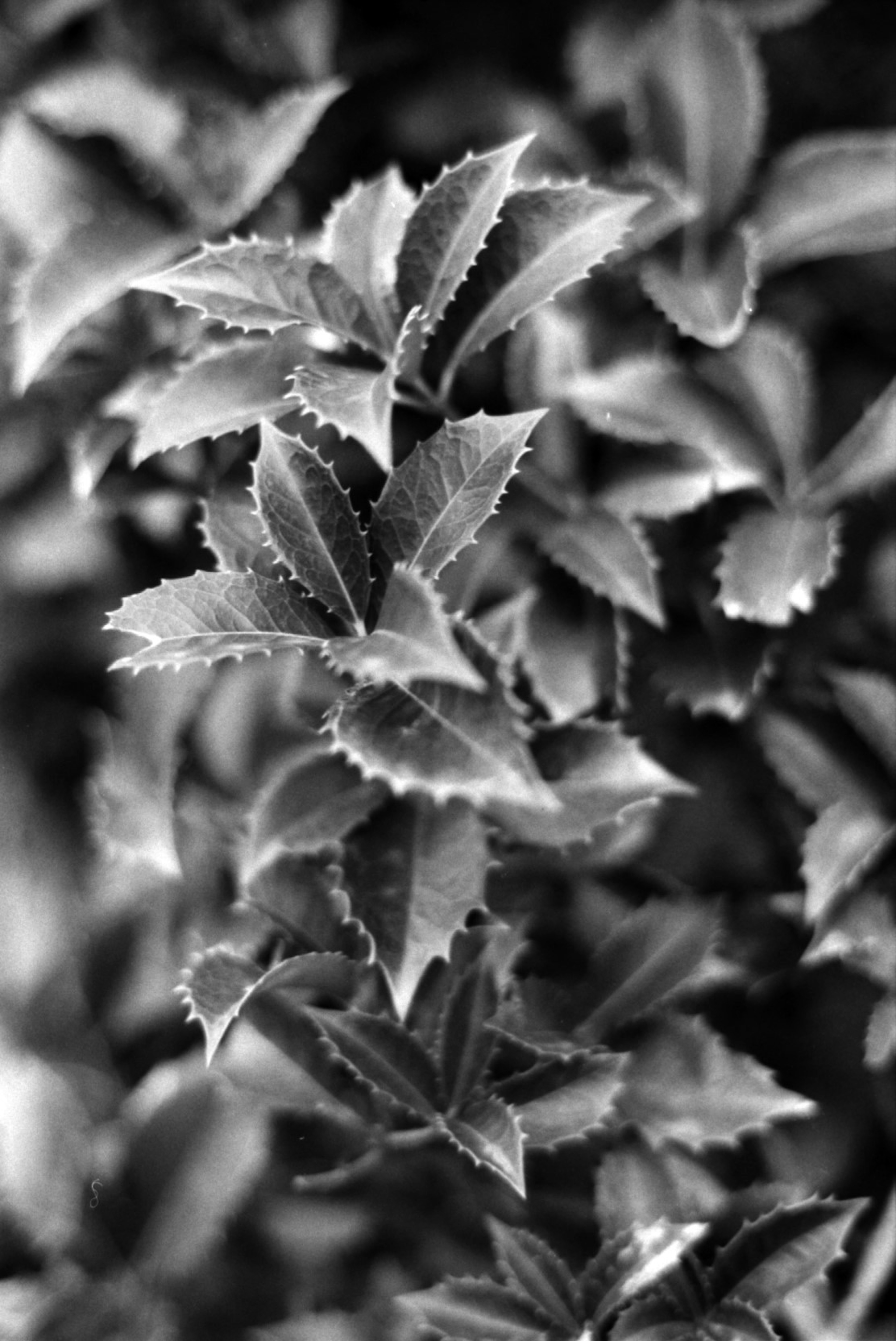 Detailed texture of overlapping black and white leaves