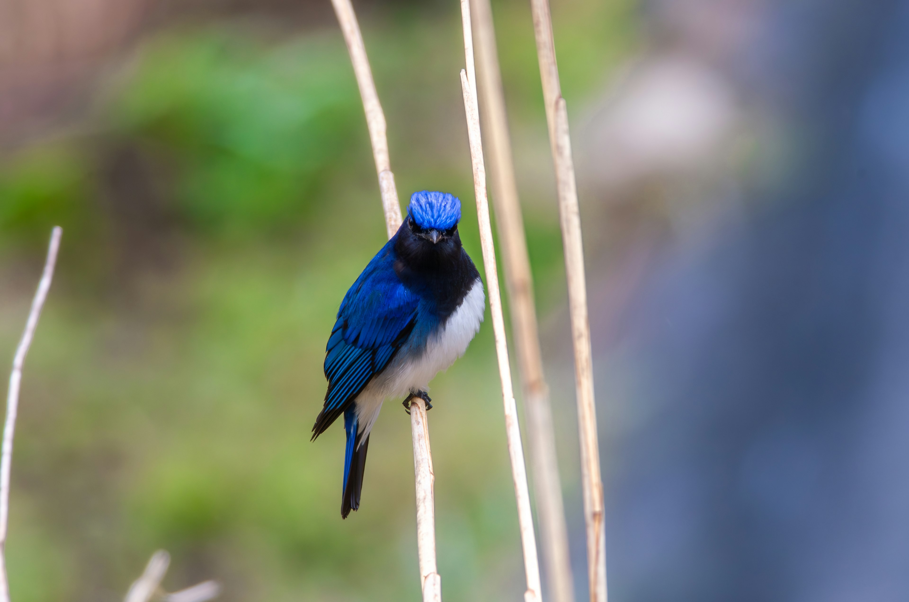 A vibrant blue feathered bird perched on thin branches