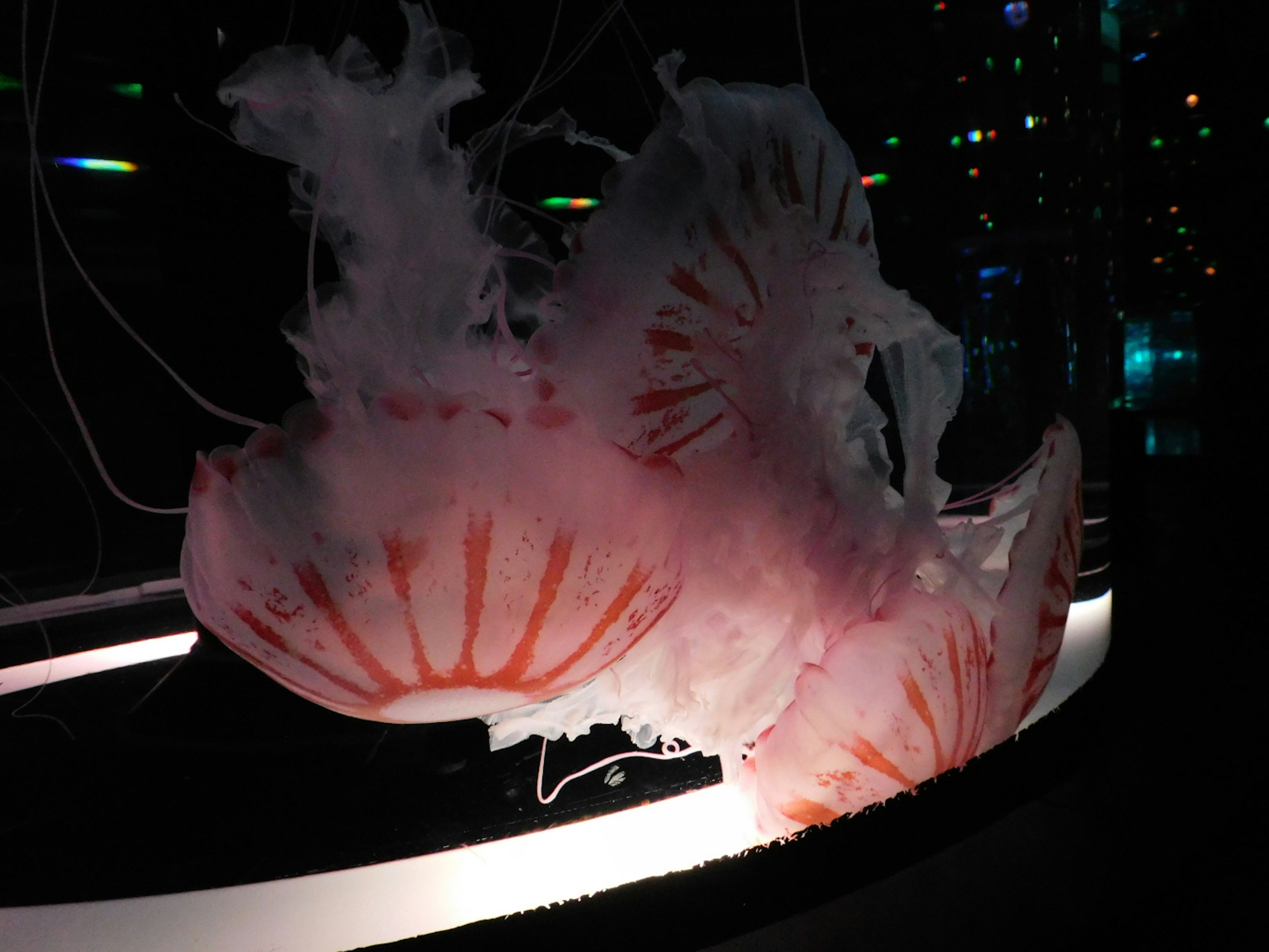 Elegant pink jellyfish swimming in a dark aquarium setting