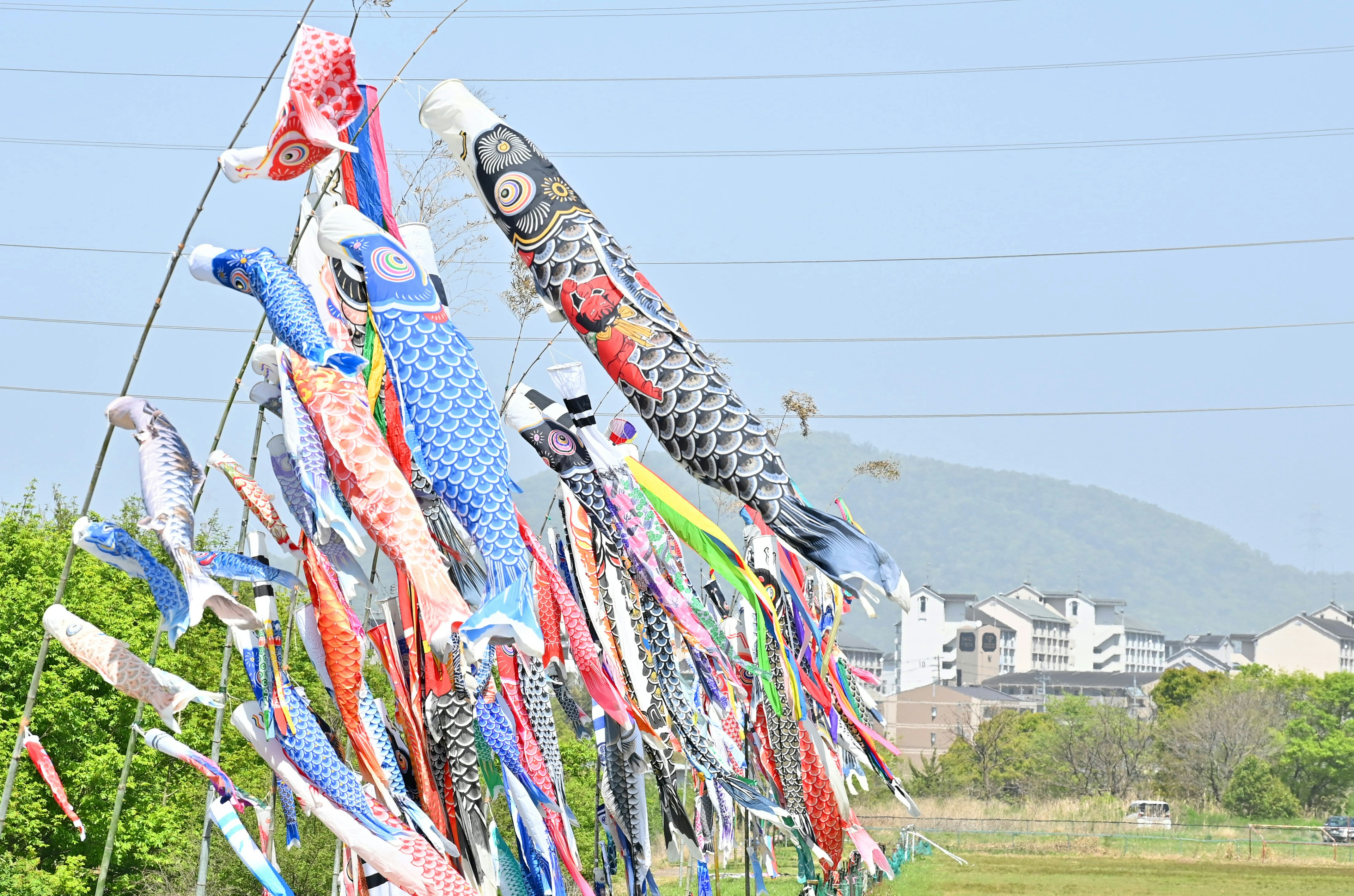 Des banderoles de carpe koinobori colorées flottant dans la brise sous un ciel bleu clair