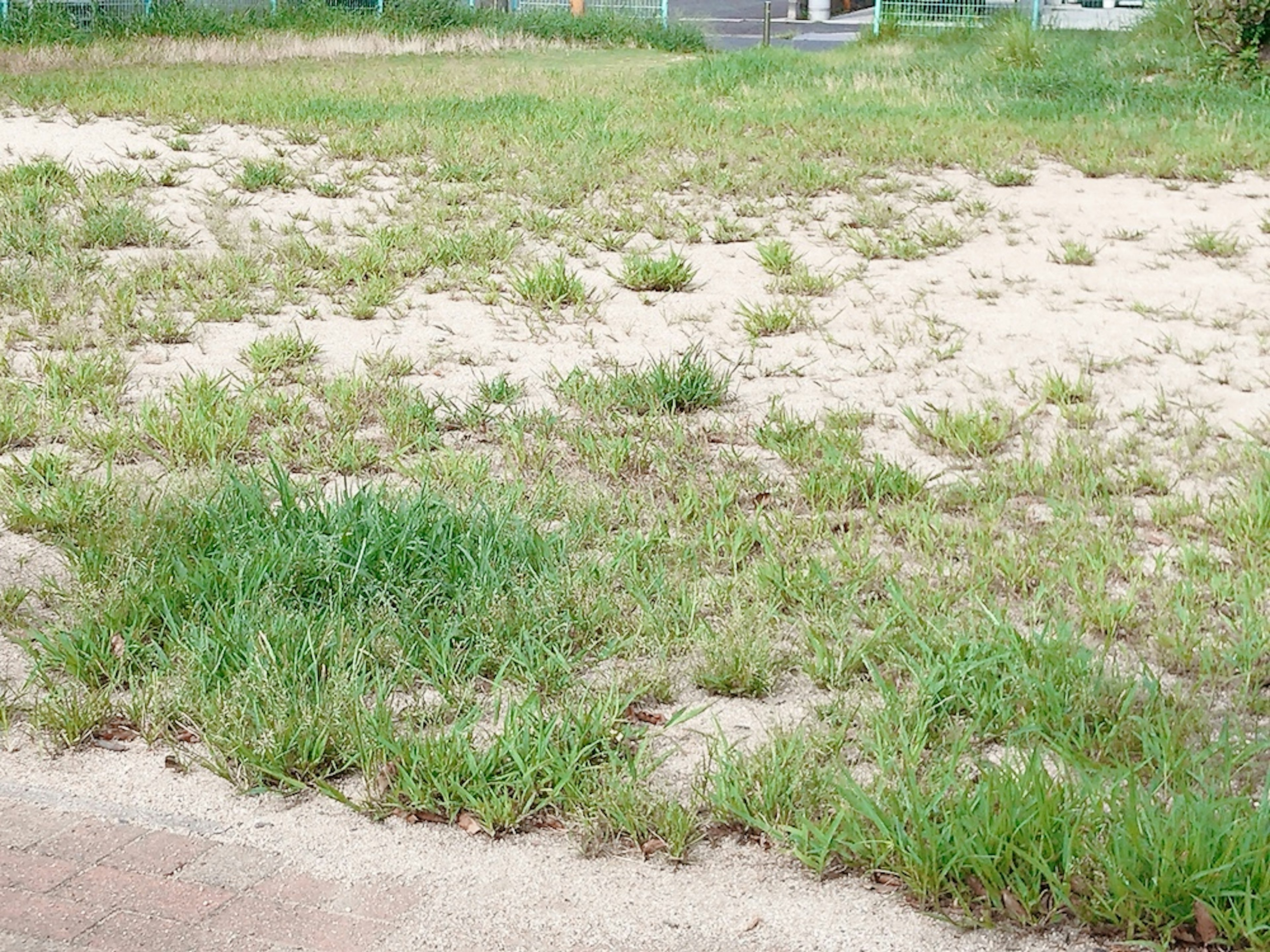 An open area with a mix of grass and sand