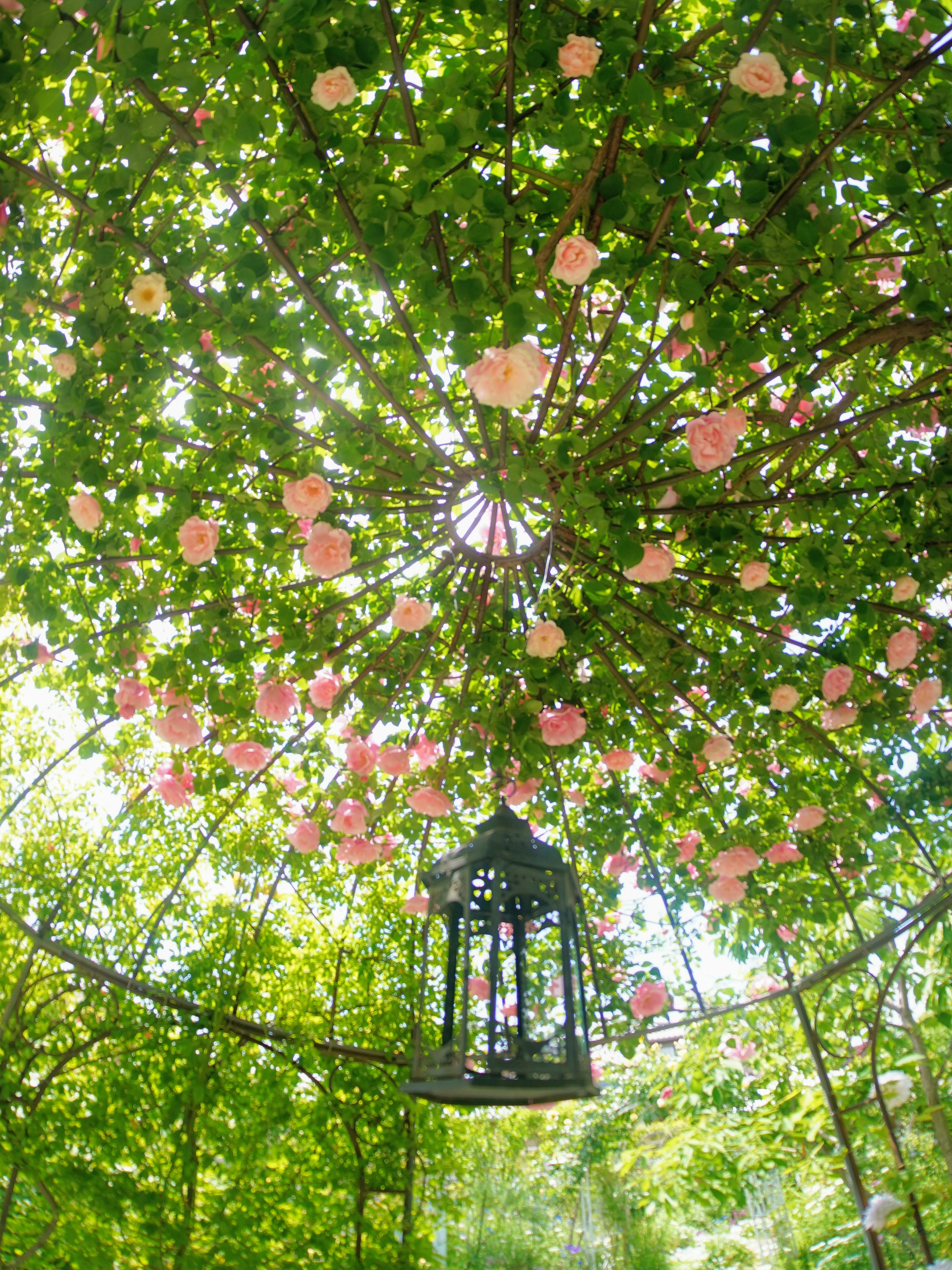 Une lanterne noire suspendue sous un dôme de feuillage vert luxuriant orné de fleurs roses