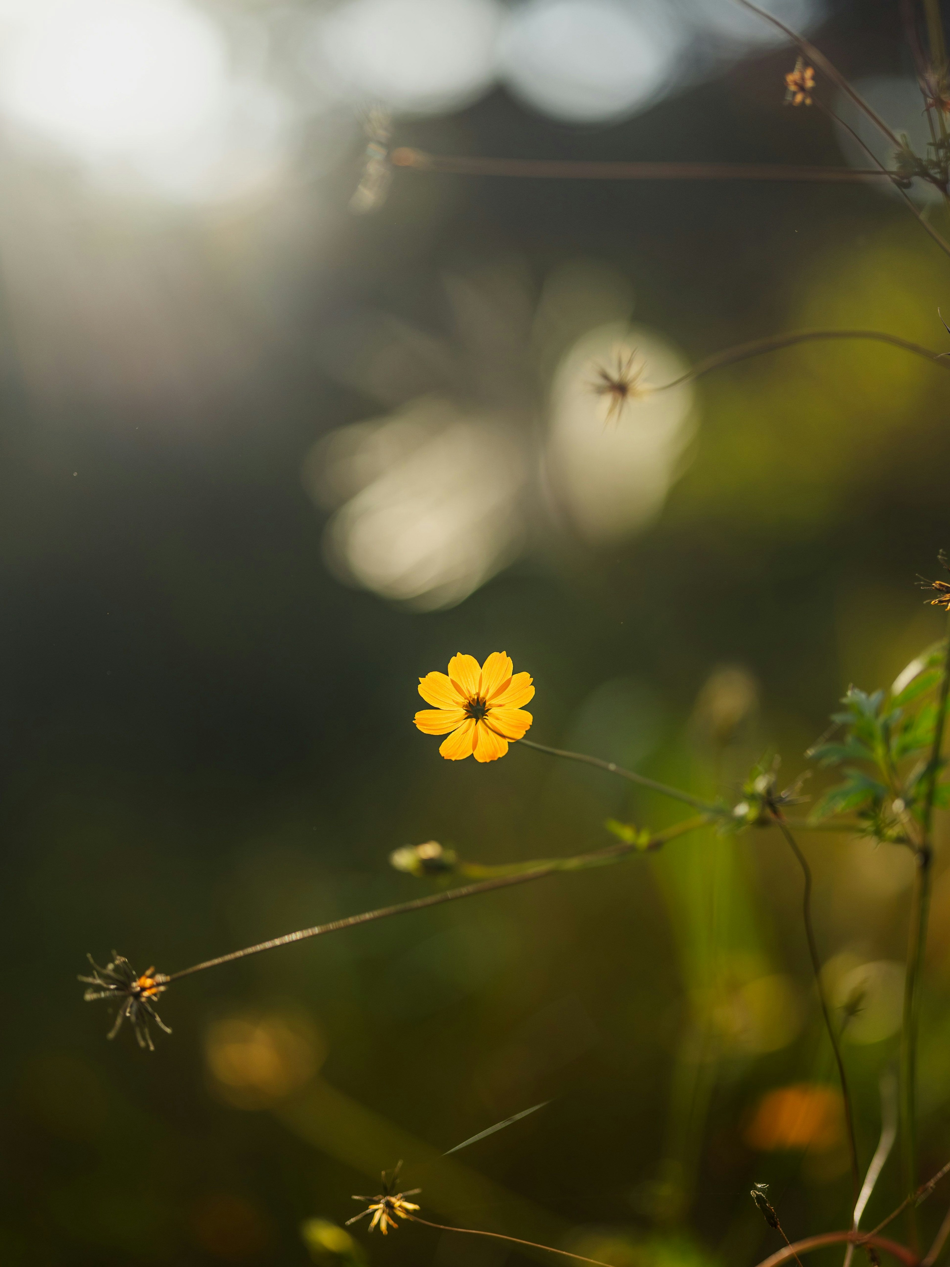 Nahaufnahme einer gelben Blume umgeben von verschwommenem Grün und sanftem Licht
