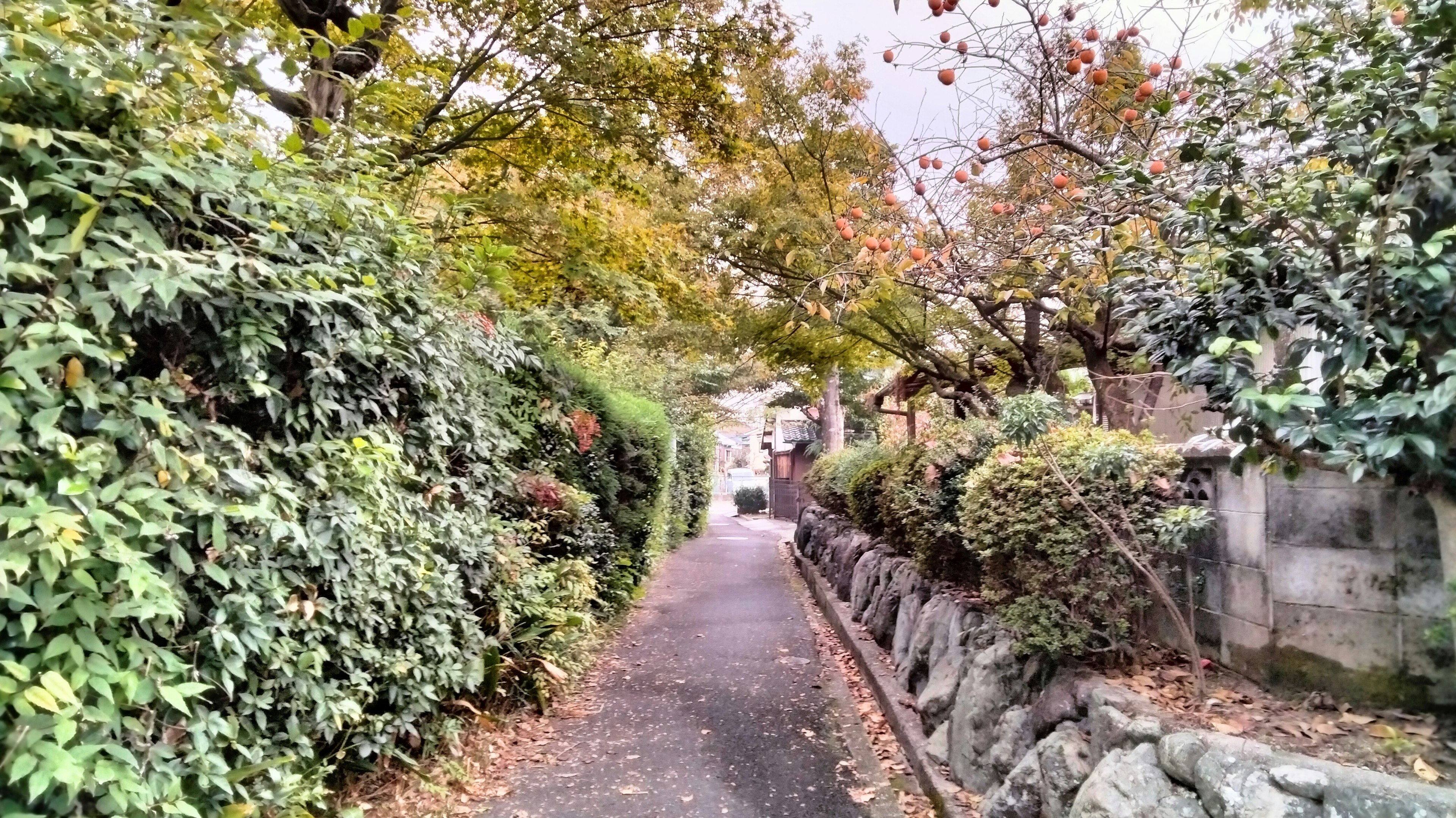 A lush pathway lined with greenery and autumn-colored trees