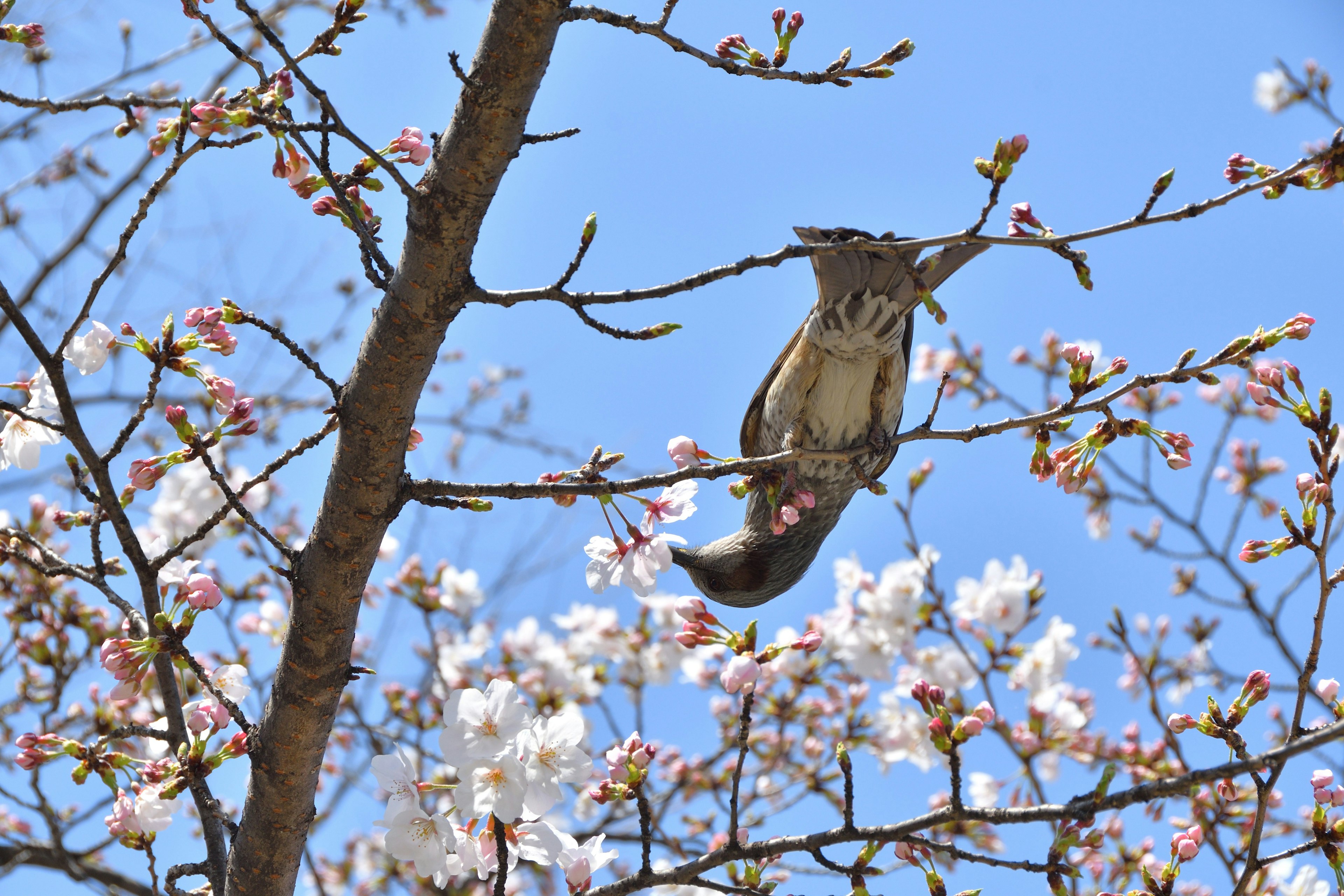 桜の花が咲く木の枝にいるリス青空の背景