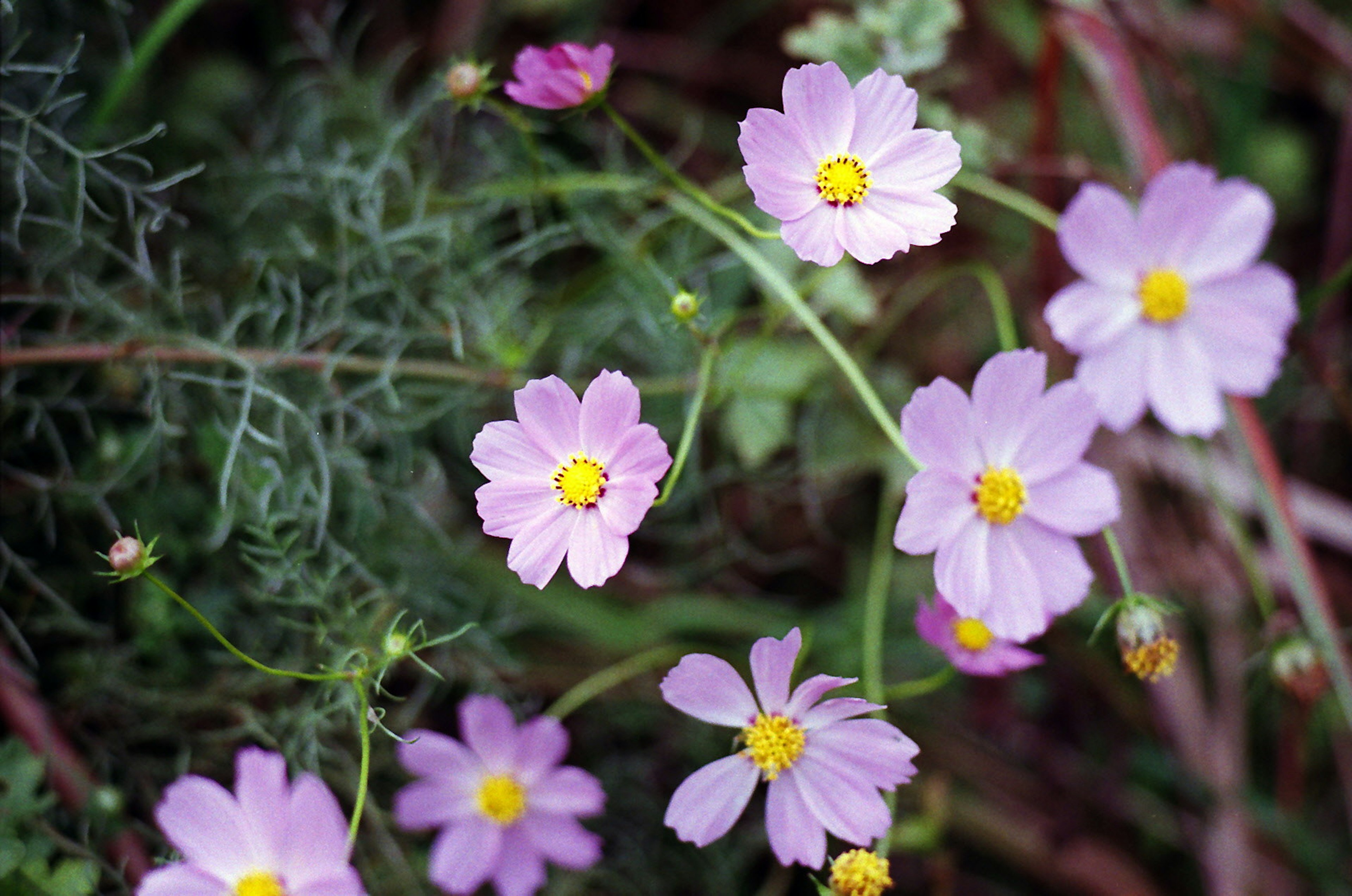 薄紫色の花々と緑の葉が広がる風景