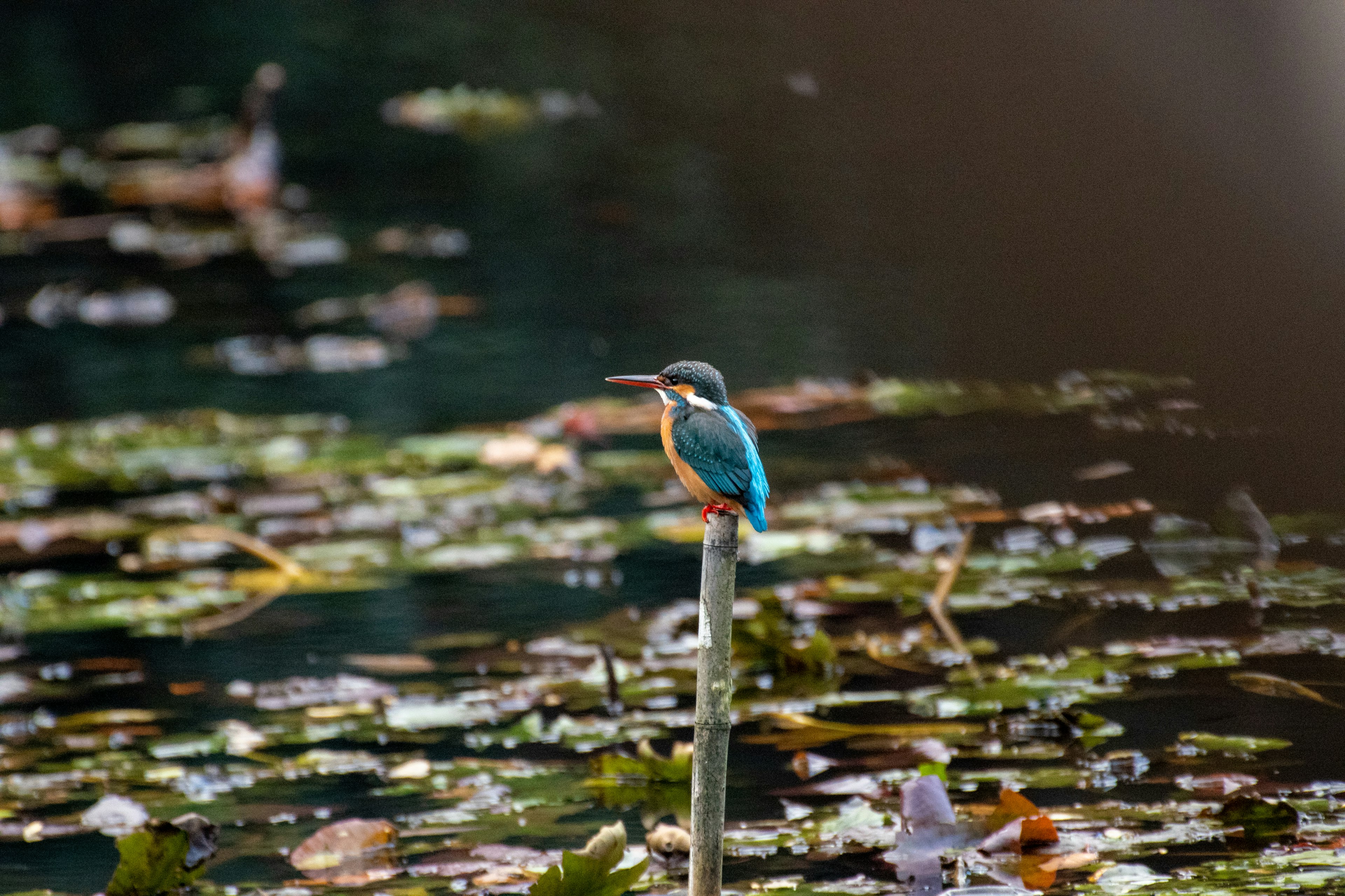 Un martin pescatore con piume blu appollaiato vicino a uno stagno tranquillo circondato da ninfee