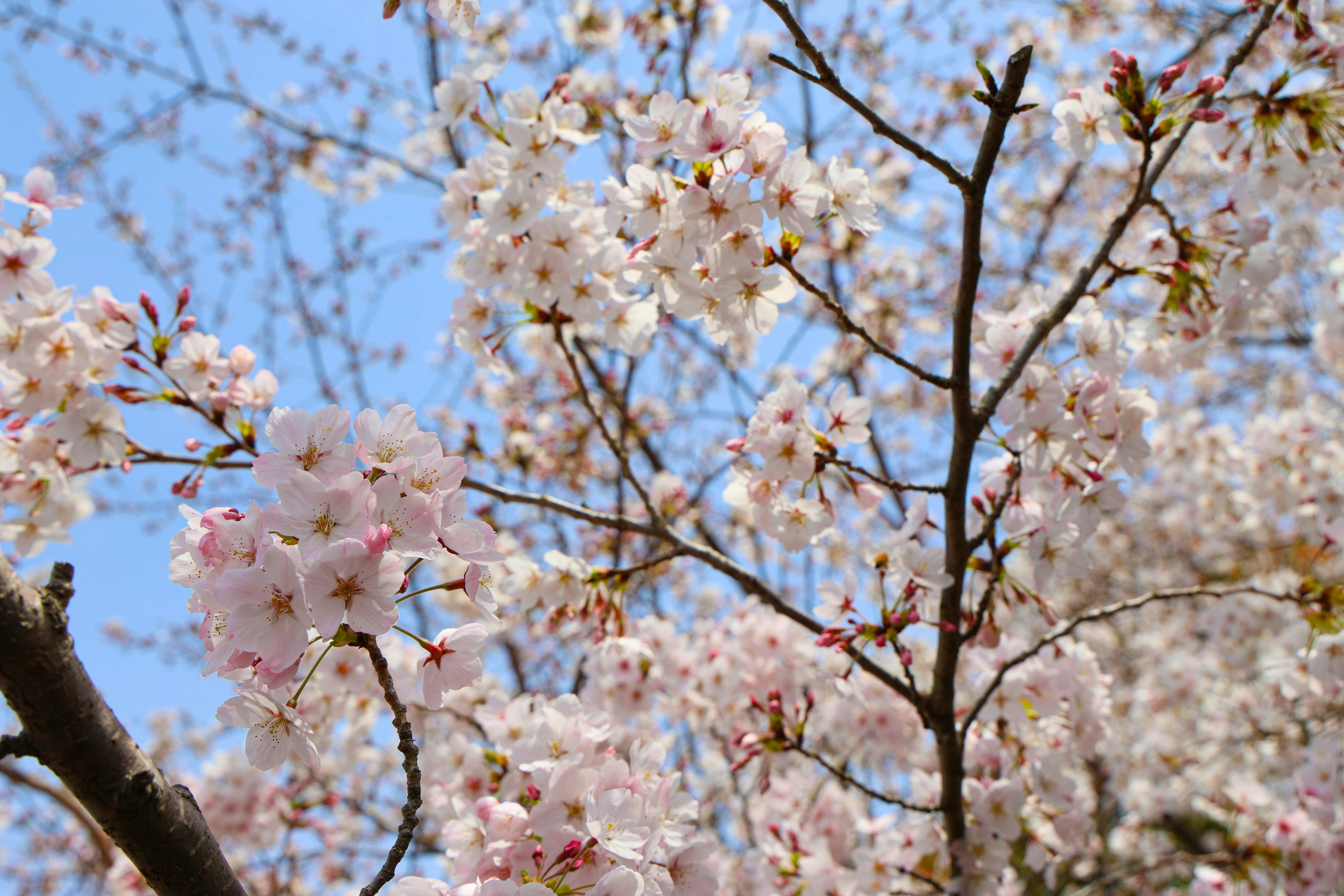 Ramas de cerezo con delicadas flores rosas contra un cielo azul