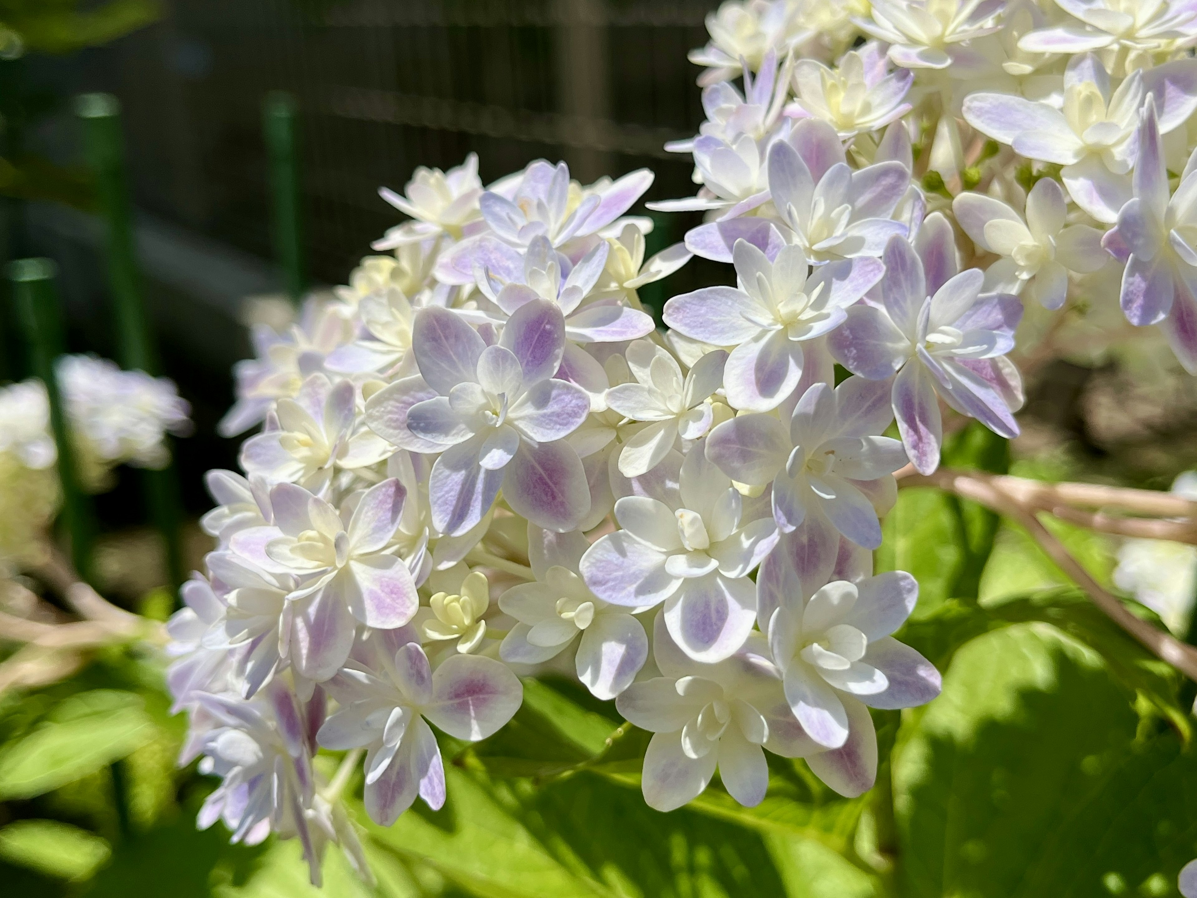 Nahaufnahme von zarten hellvioletten Blumen in Blüte