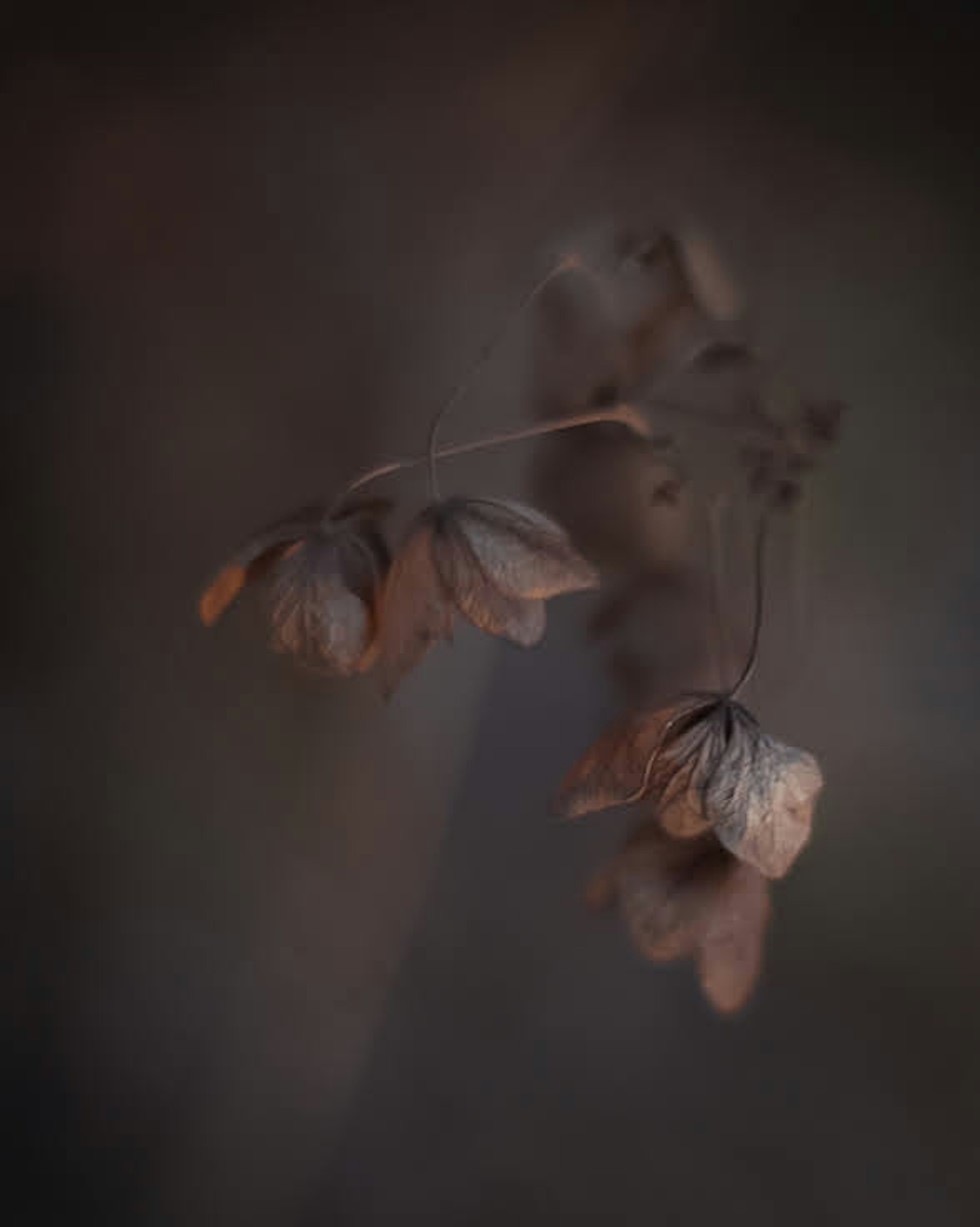 Nahaufnahme von getrockneten Blumen vor einem dunklen Hintergrund