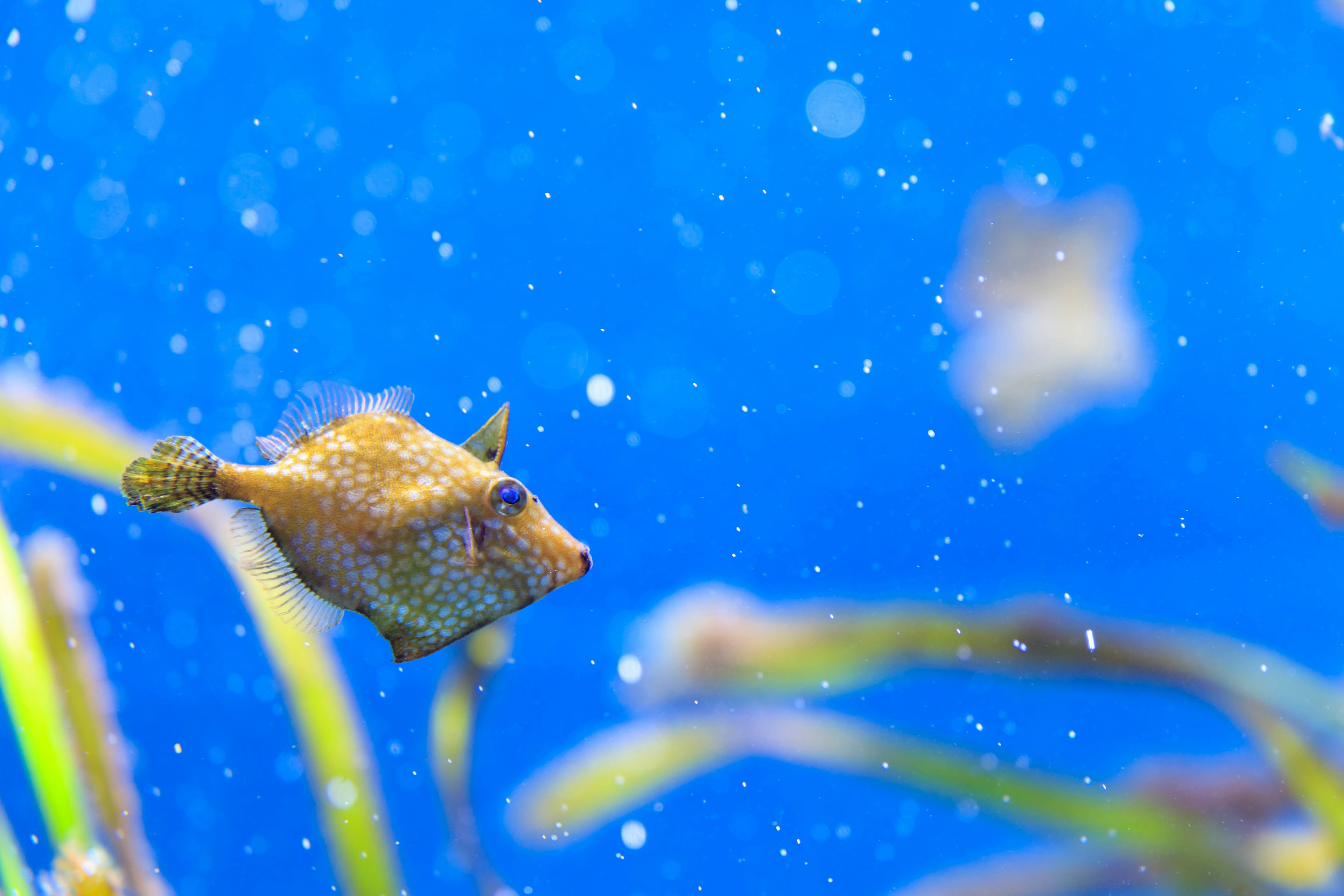 A fish swimming in clear blue water with aquatic plants