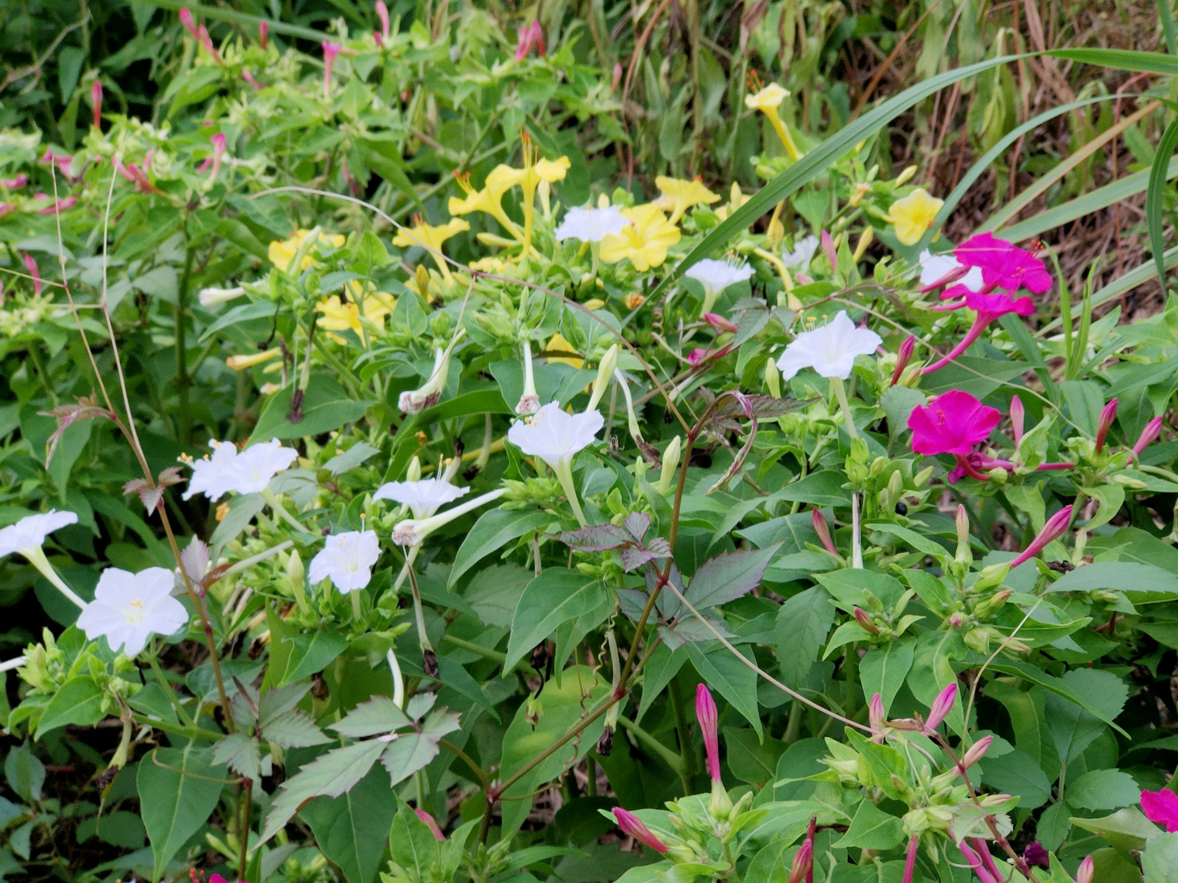 色とりどりの花が咲く緑の植物の群生