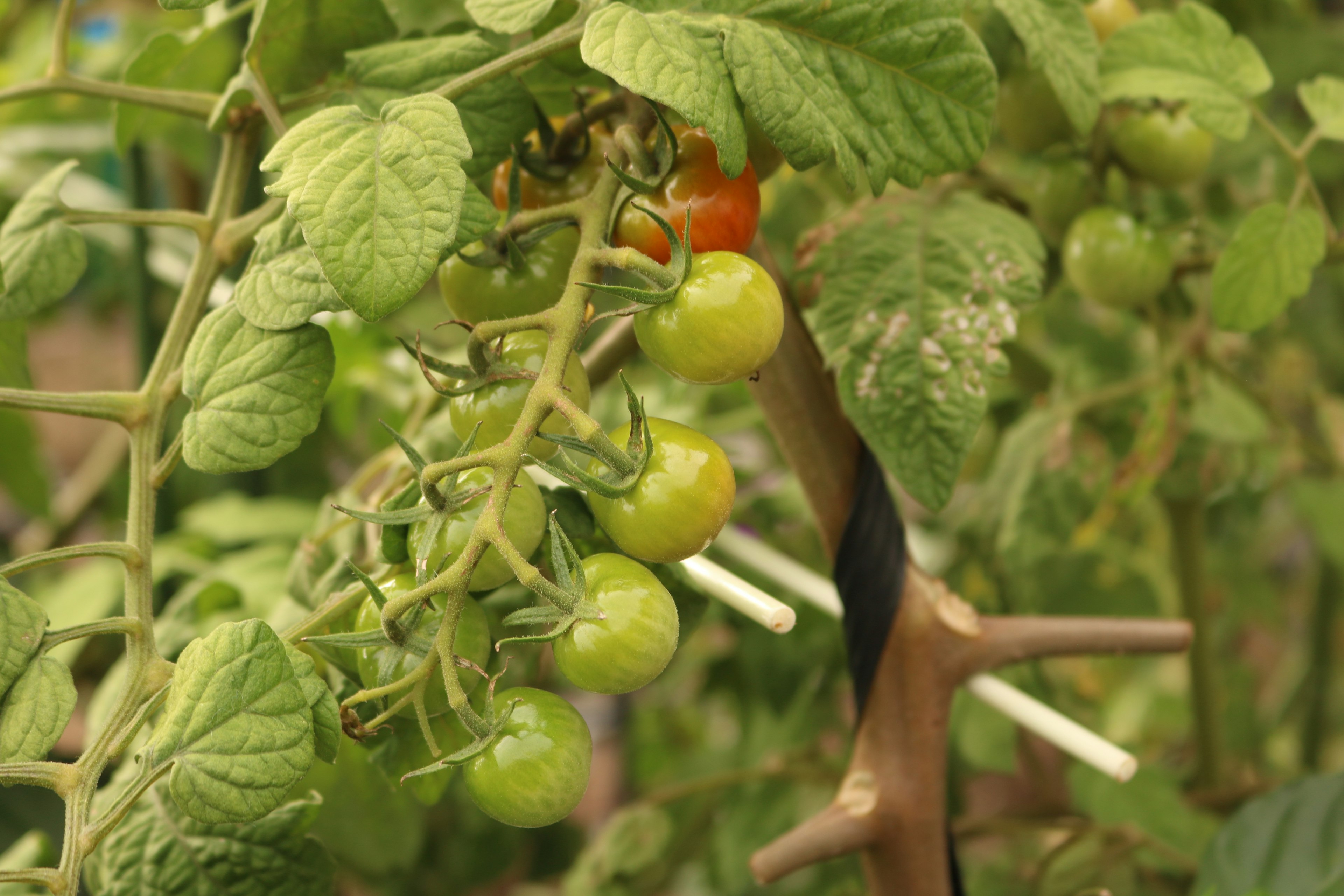 Un ramo con pomodori verdi e rossi su una pianta