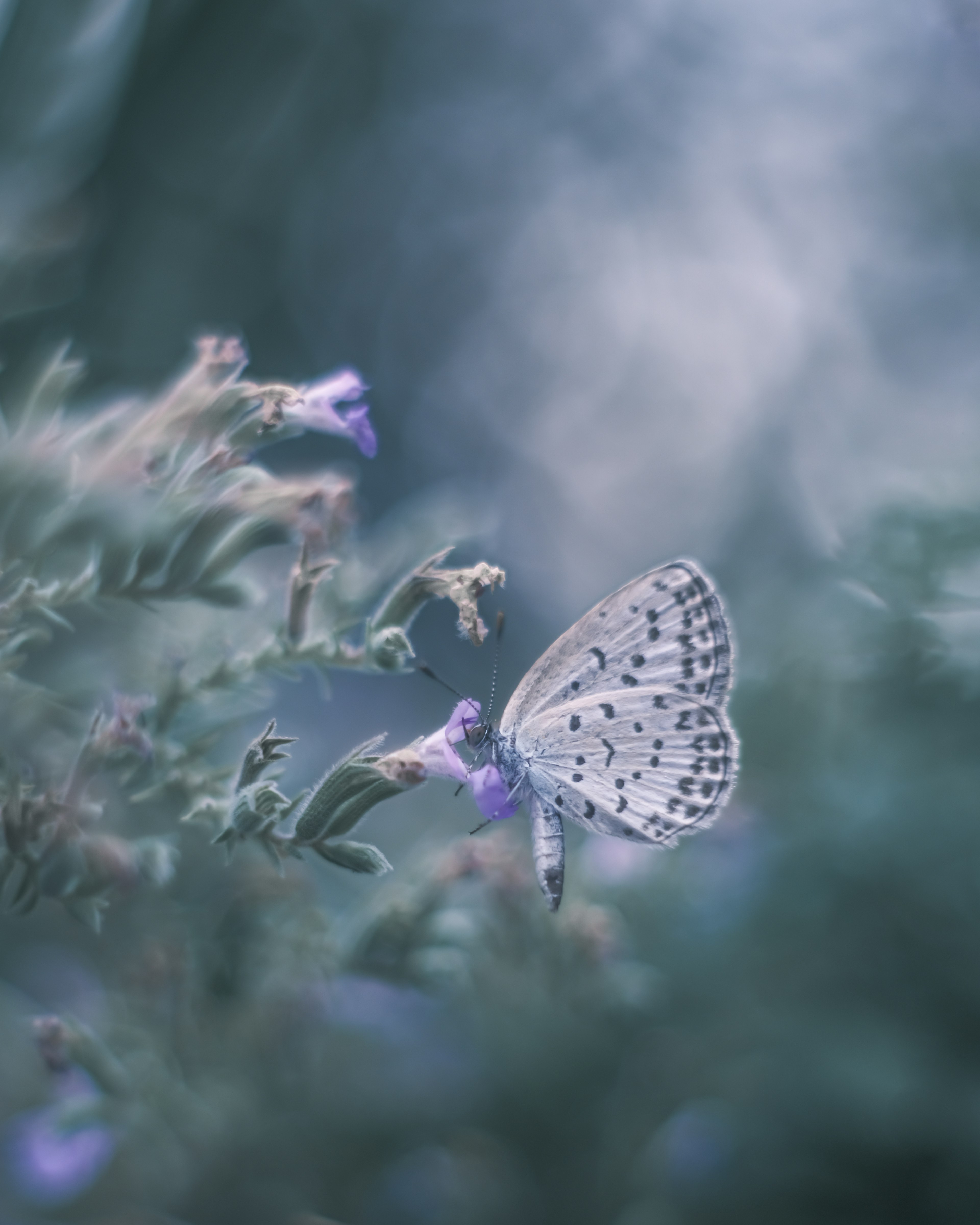 Una mariposa blanca posada sobre una flor con un suave fondo azul