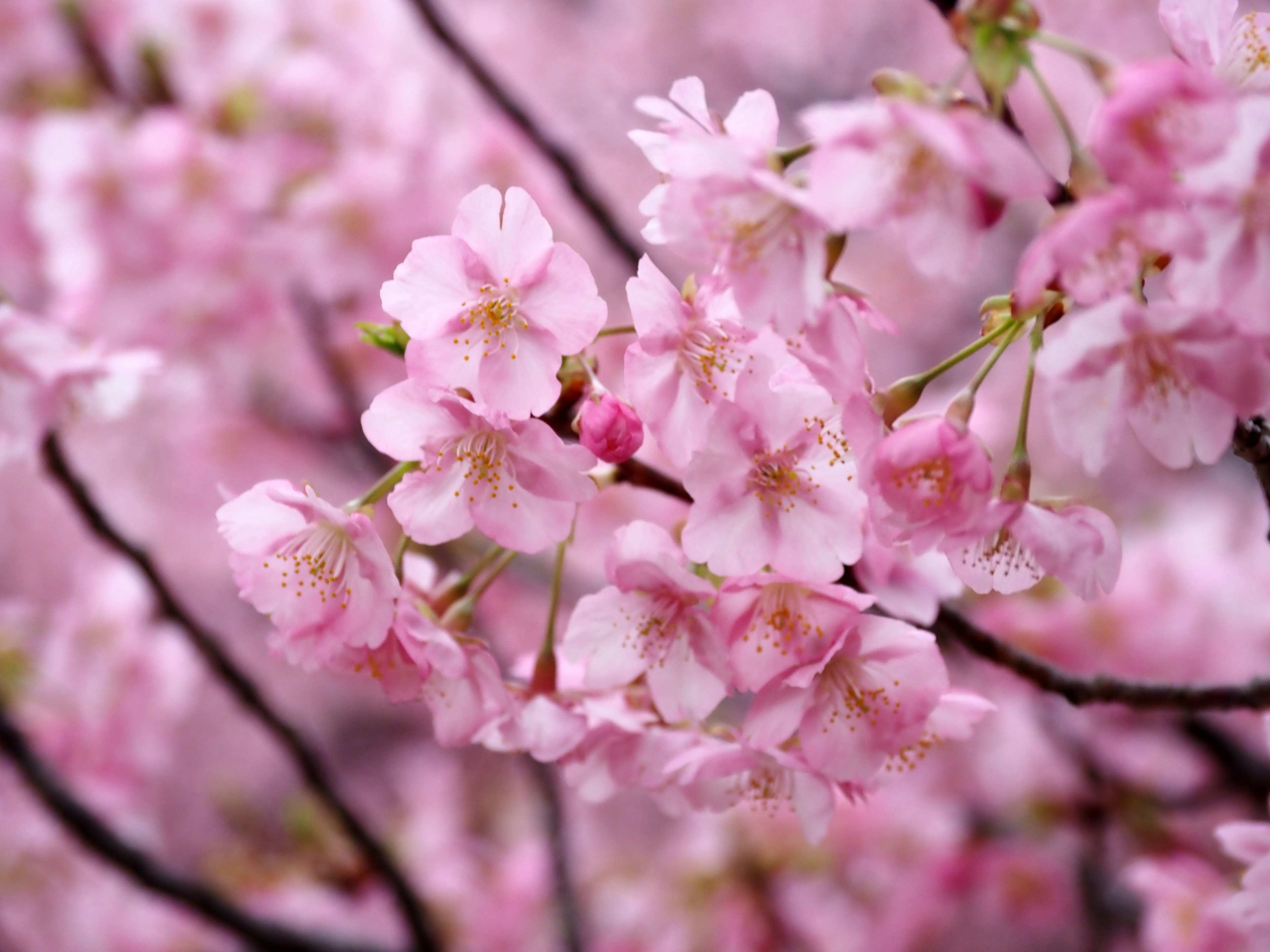 桜の花が満開で、淡いピンク色の花びらが美しい