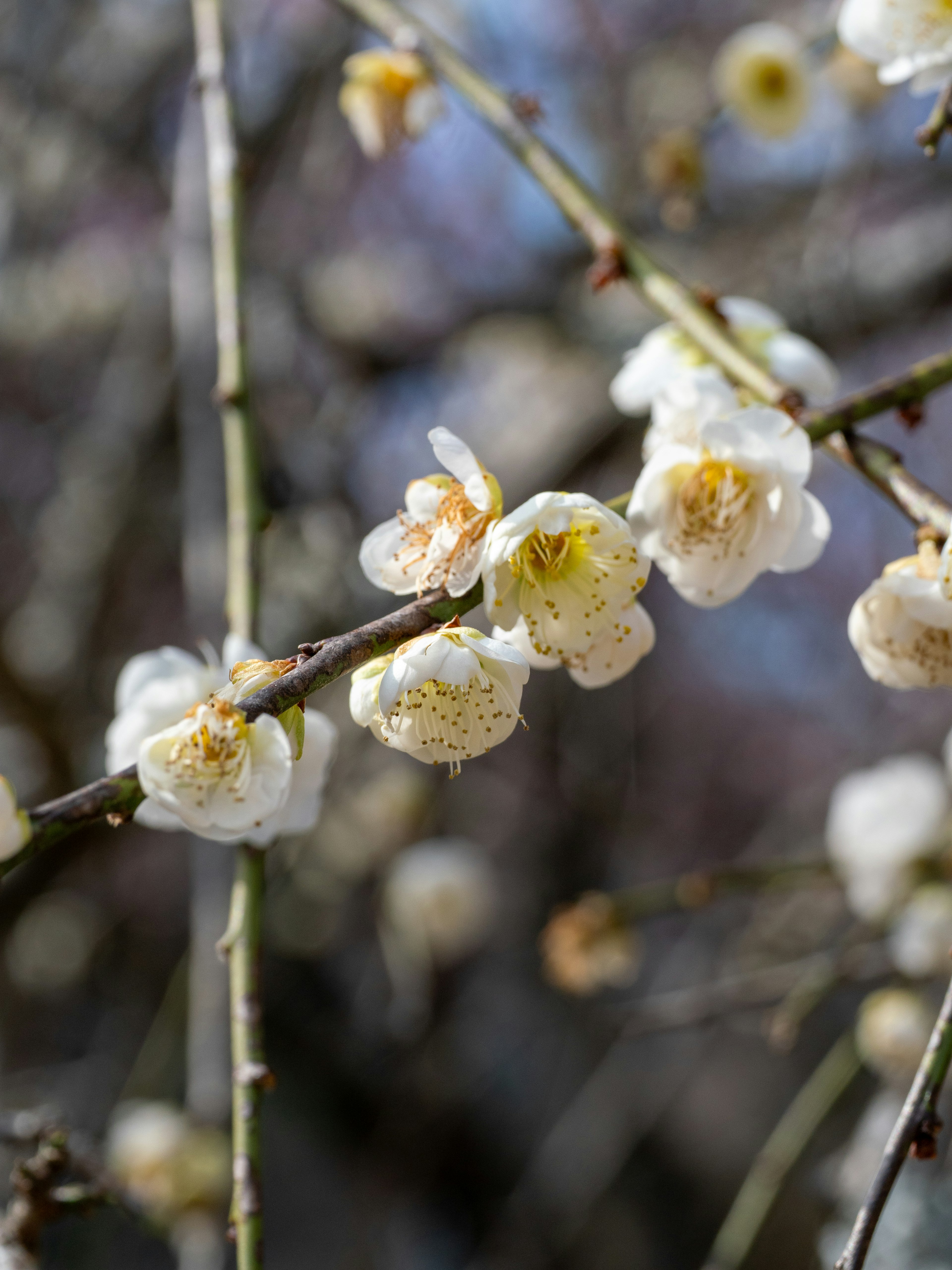 白い梅の花が咲いている枝のクローズアップ