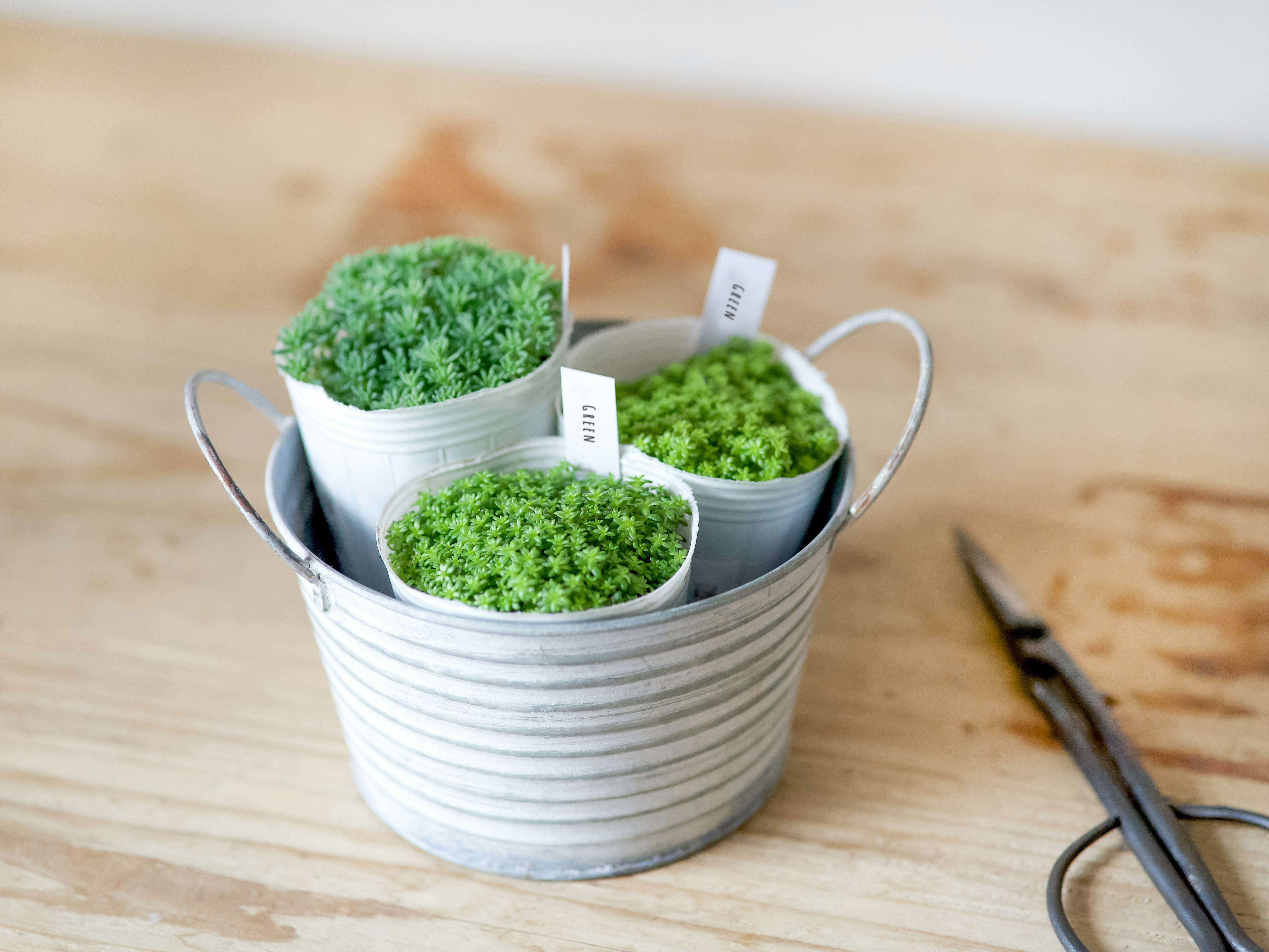 Small containers of green sand inside a silver bucket on a wooden surface