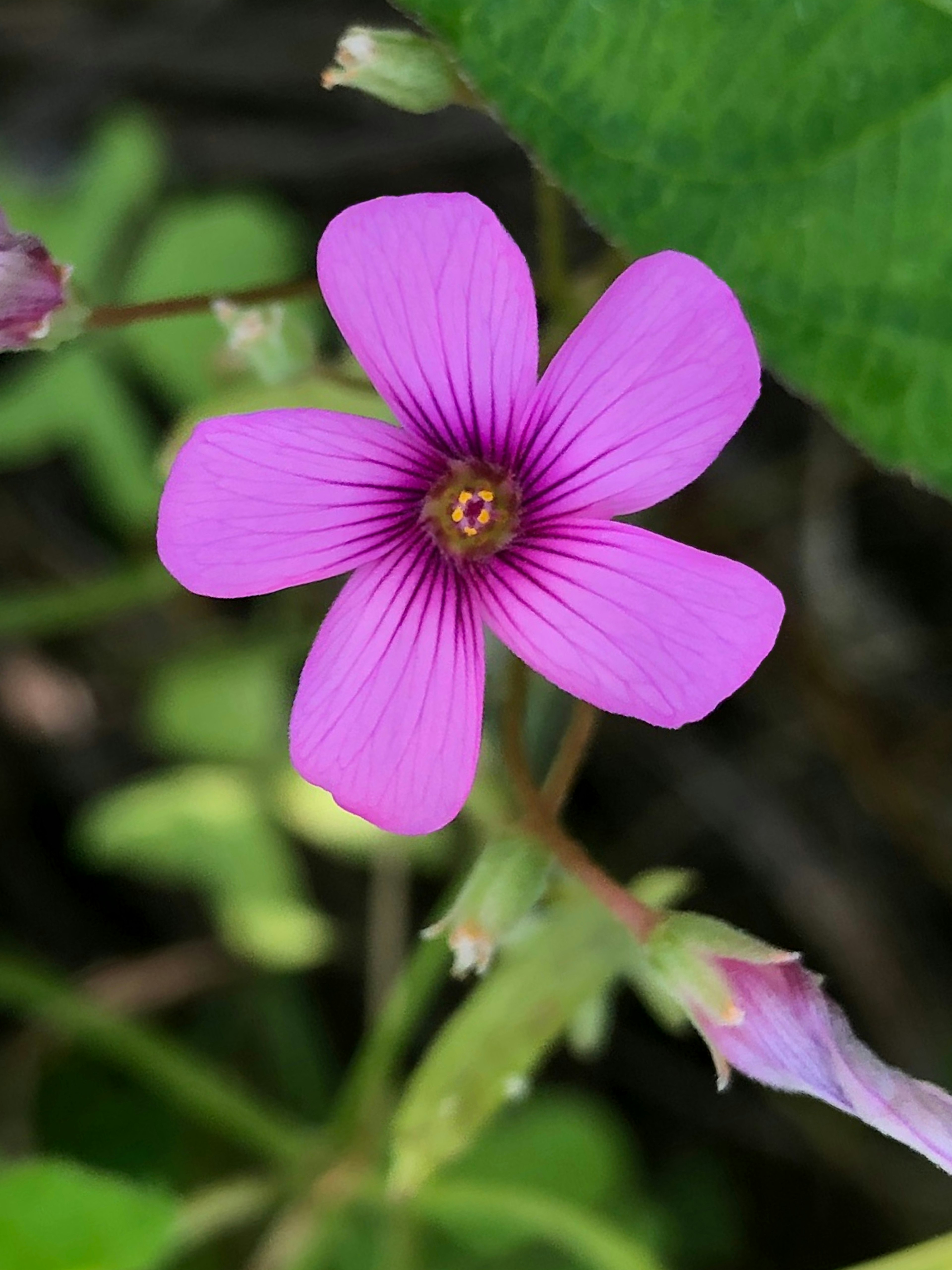 Flor rosa vibrante con hojas verdes