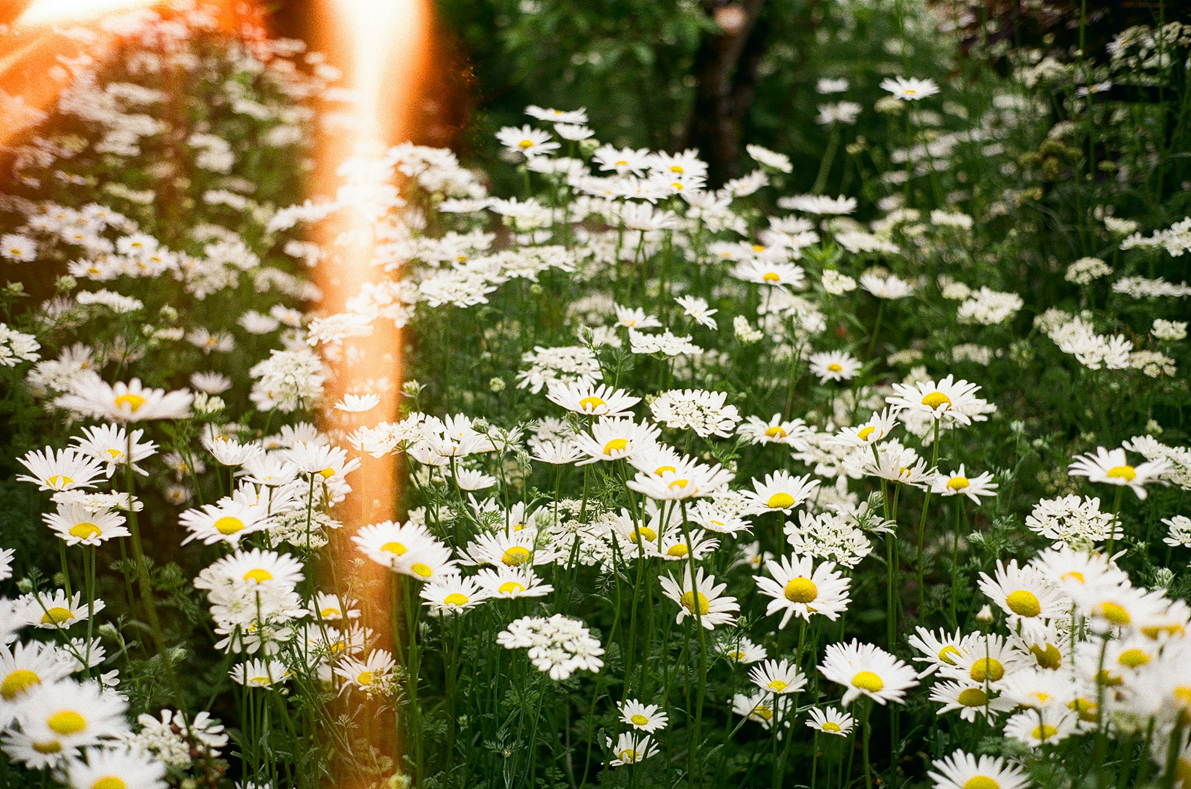 白いデイジーの花が咲き乱れる緑の草原の風景